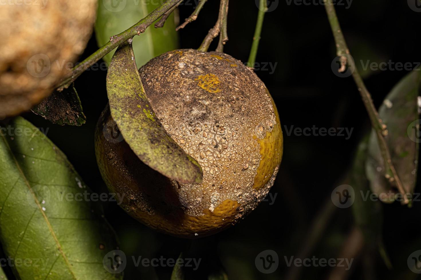 fumagina negra foto