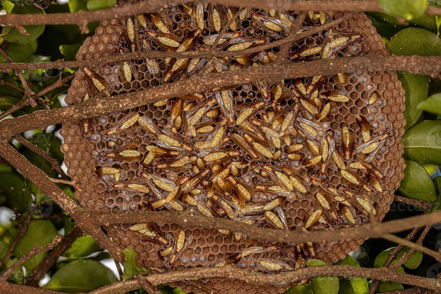 Adult Paper Wasps photo