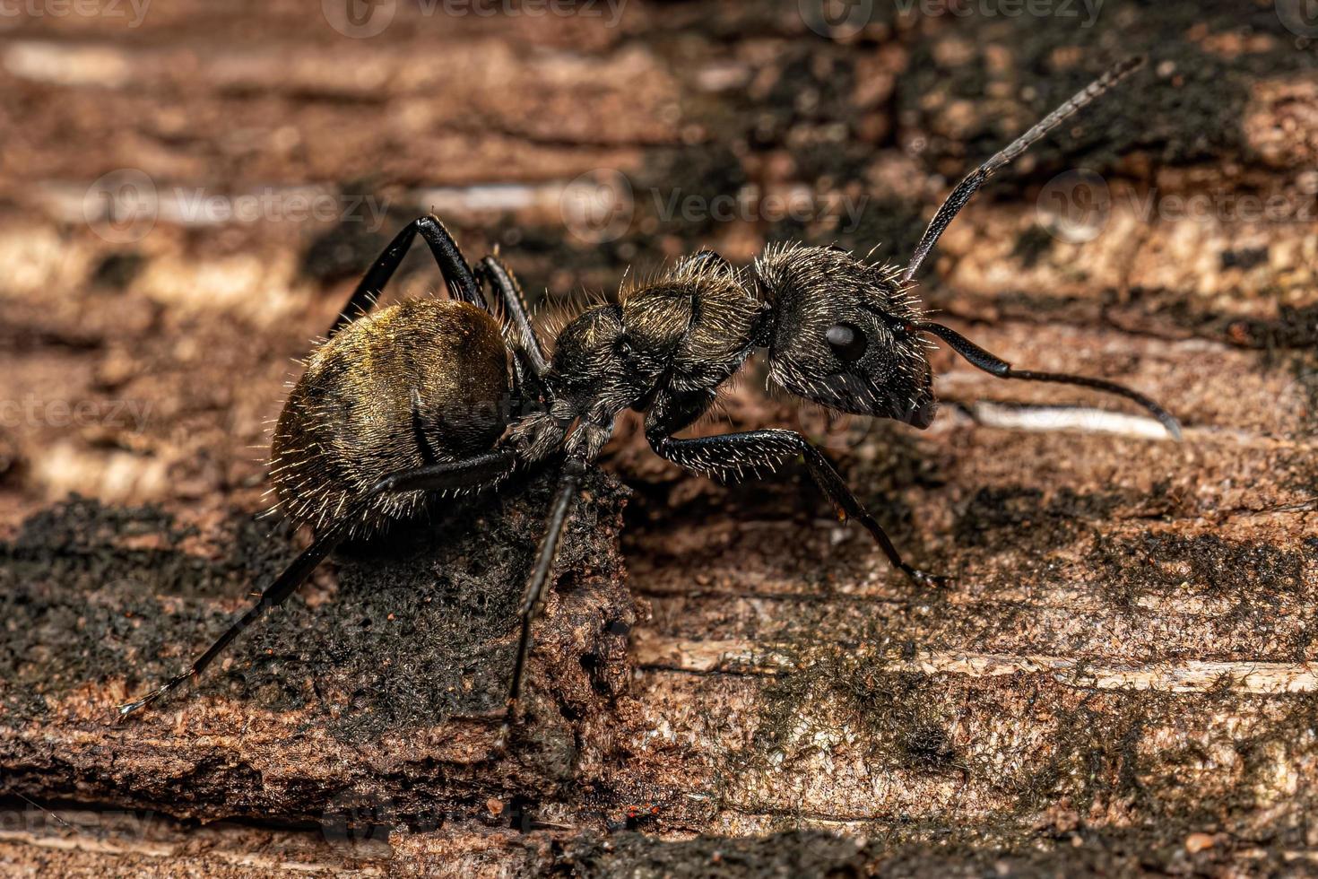 hormiga carpintera hembra adulta foto