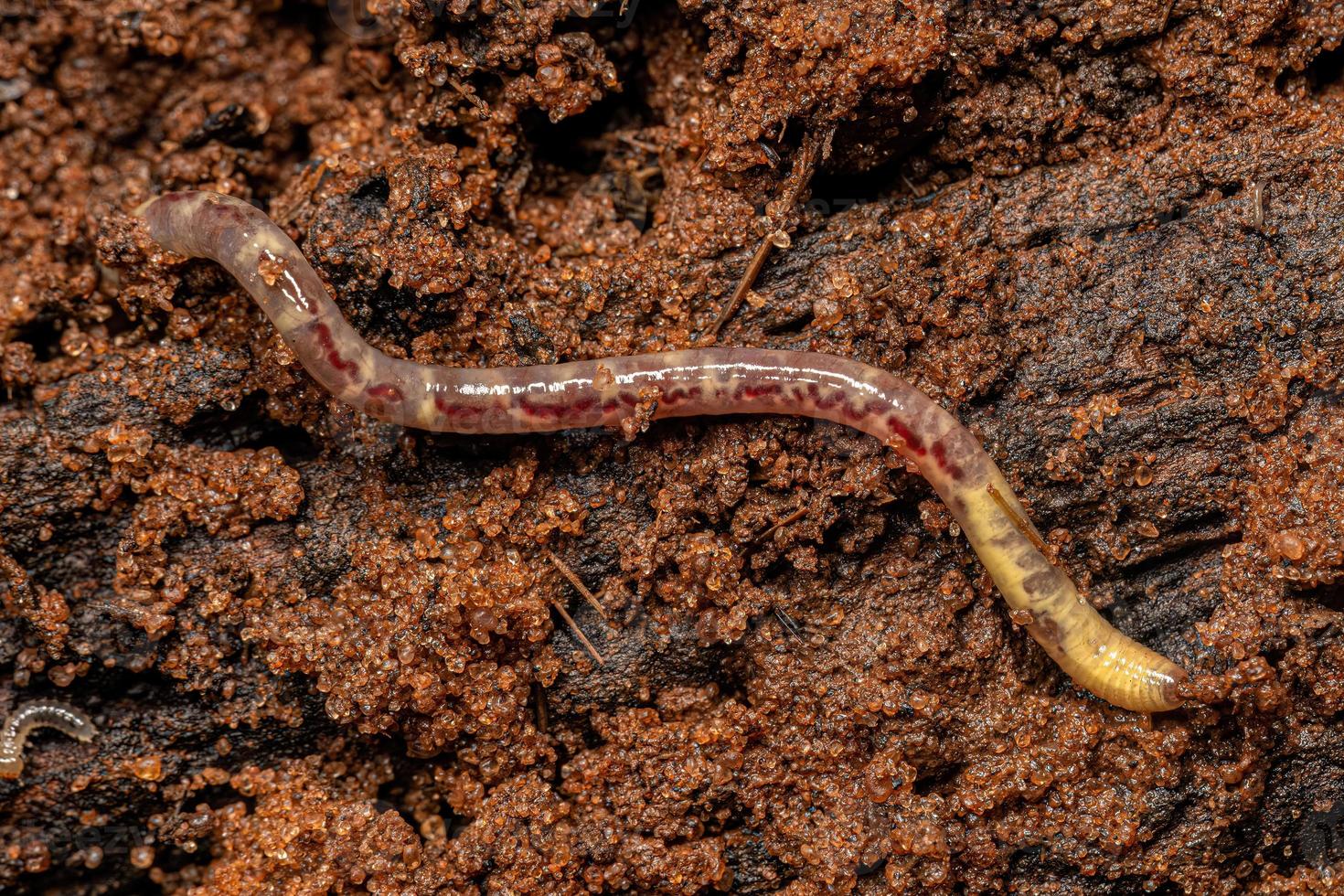 Small Earthworm Arthropod photo