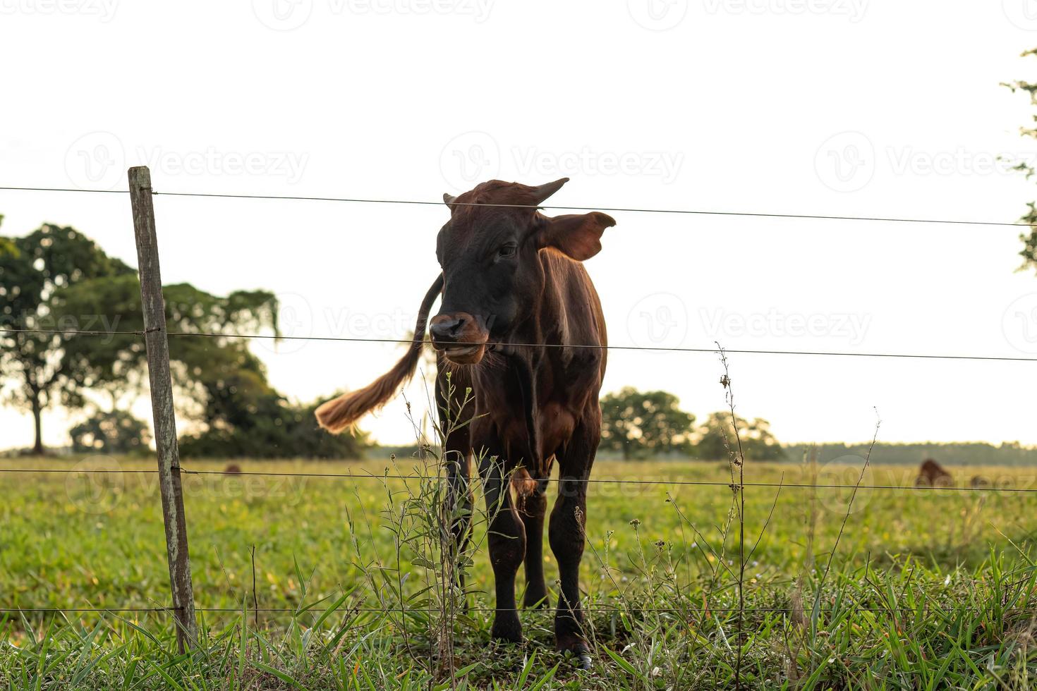 vaca oscura adulta foto