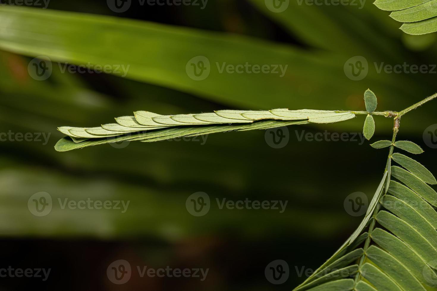 Small Sensitive Plant photo