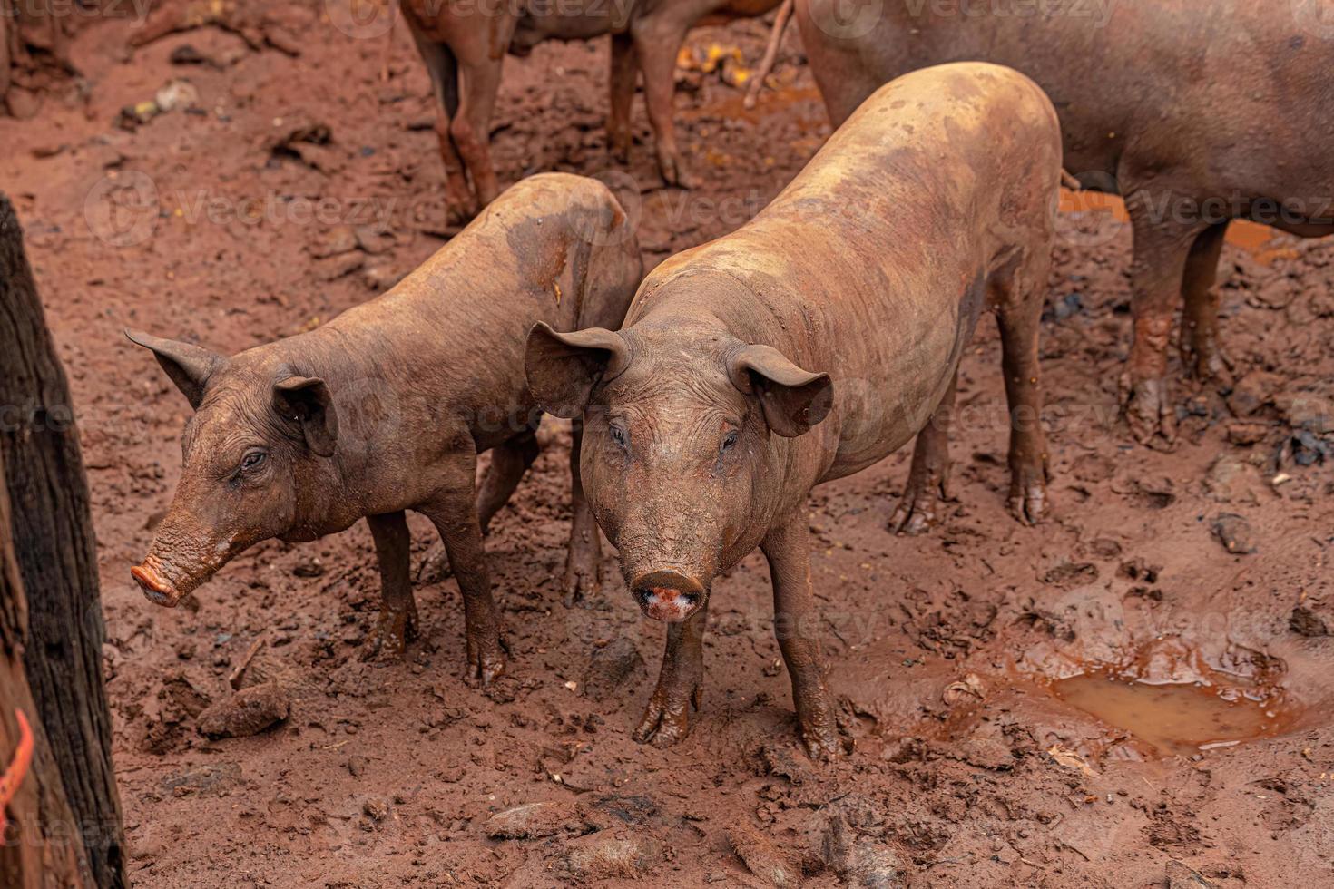 Pig raised in an outdoor pigsty photo