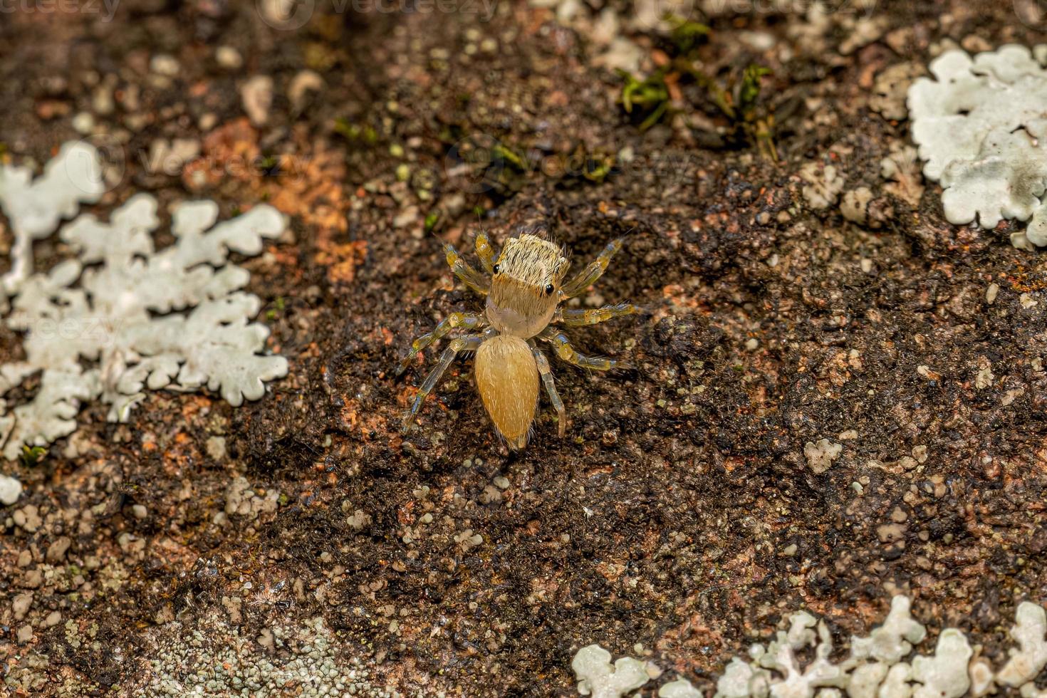 pequeña araña saltadora foto