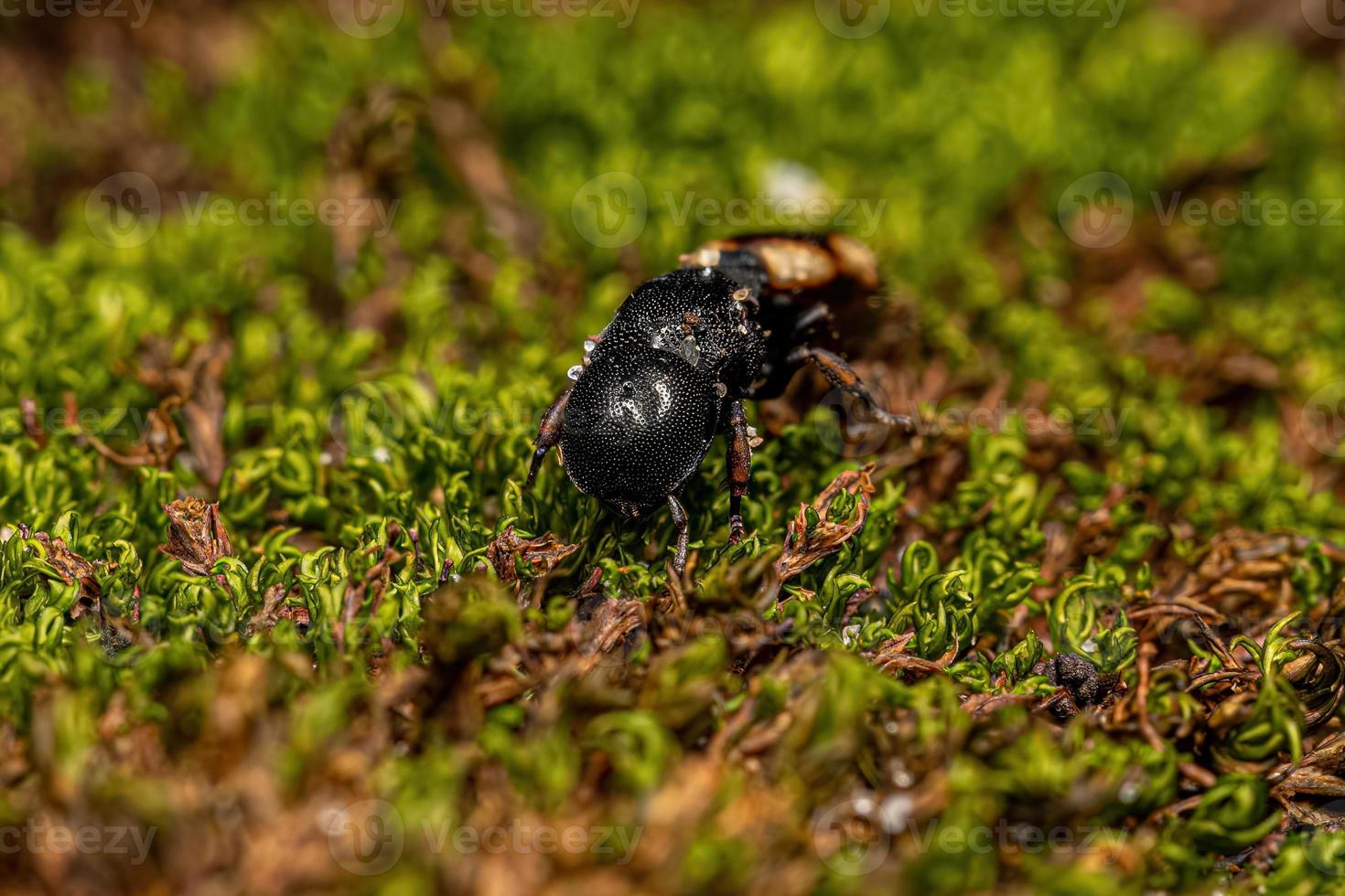 Adult Black Queen Turtle Ant photo