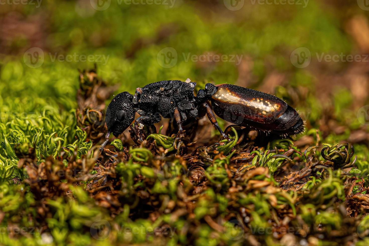 Adult Black Queen Turtle Ant photo