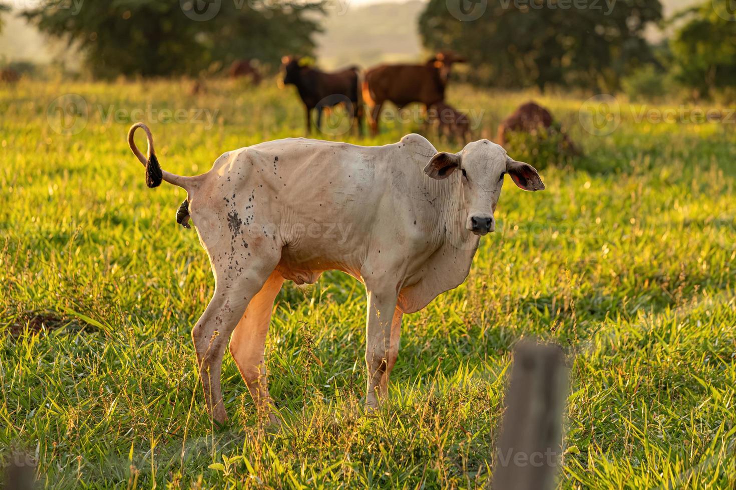 Adult white cow photo