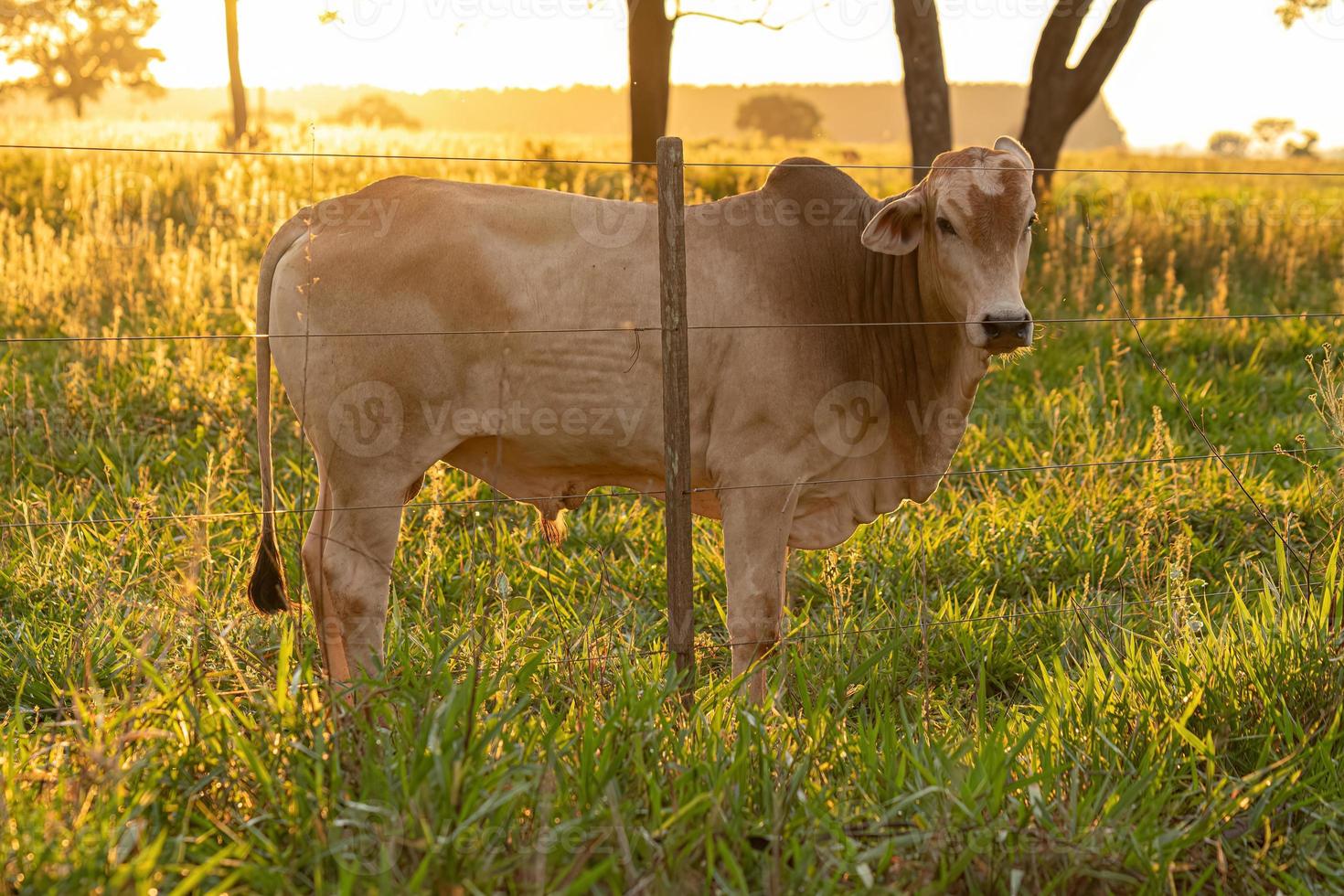 Adult white cow photo