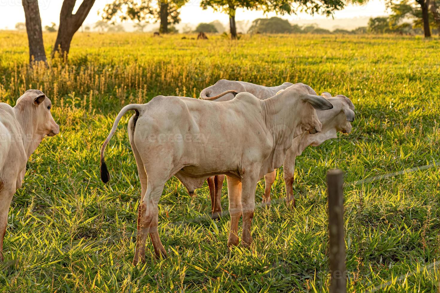 Adult white cow photo