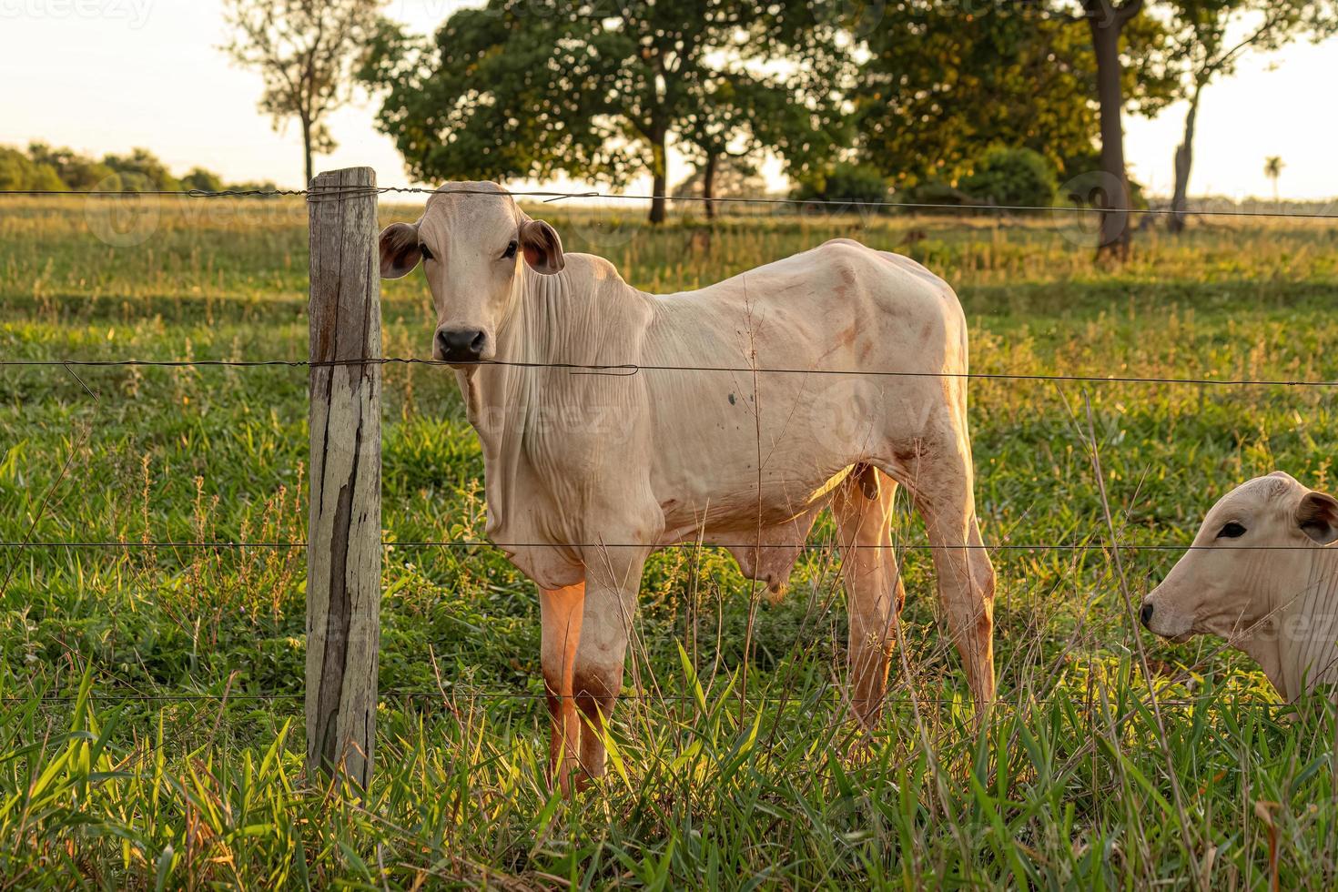 Adult white cow photo