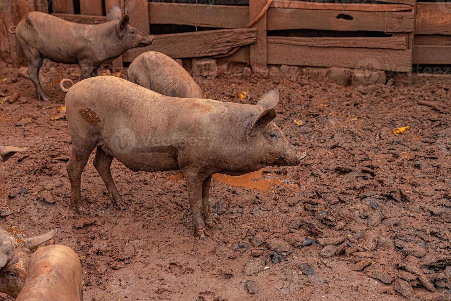 cerdo criado en una pocilga al aire libre foto