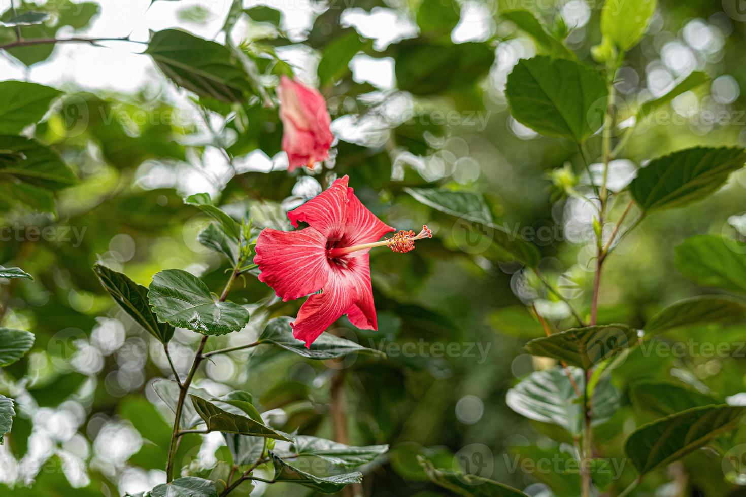Red Hibiscuses Flower photo