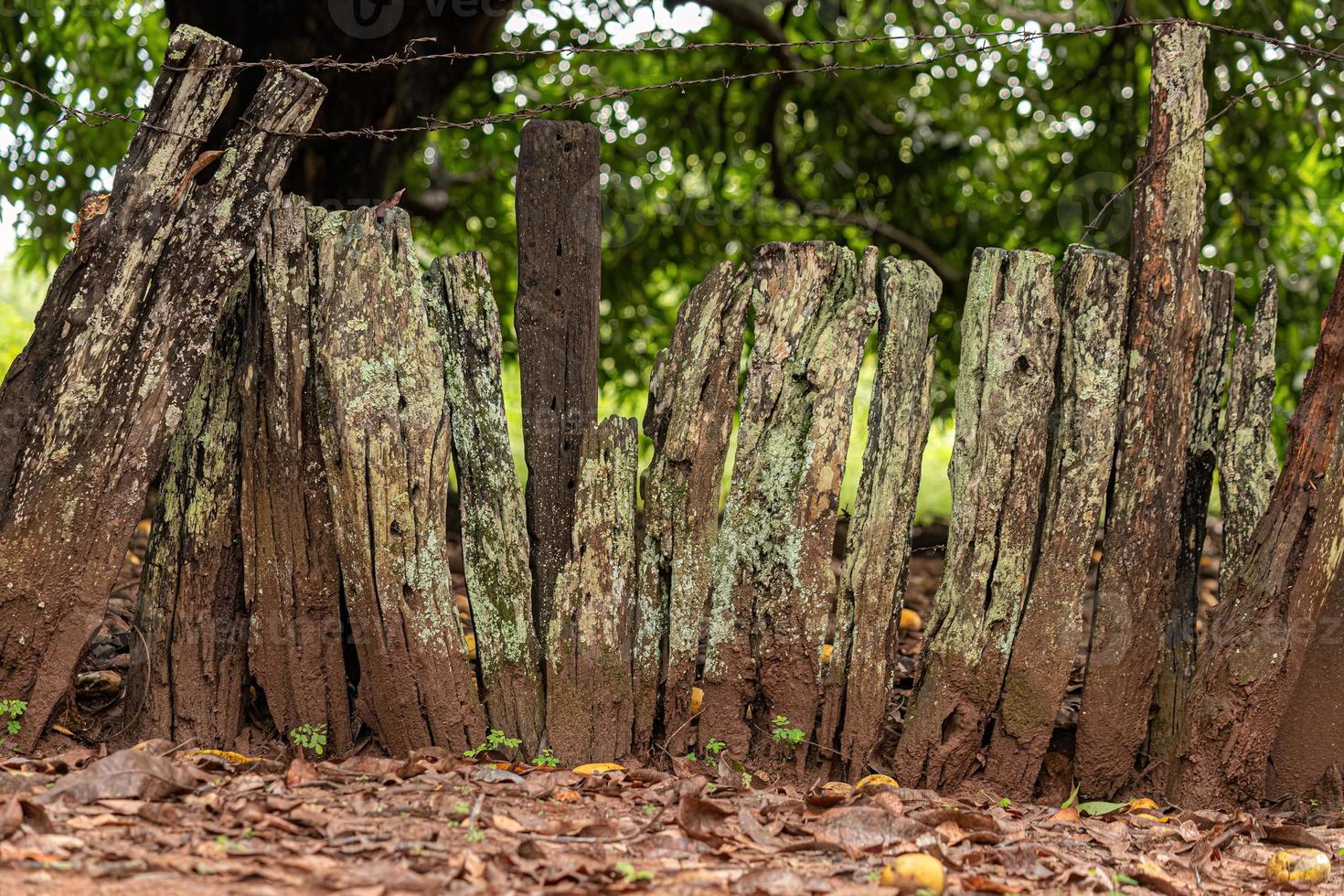 fence of rough boards photo