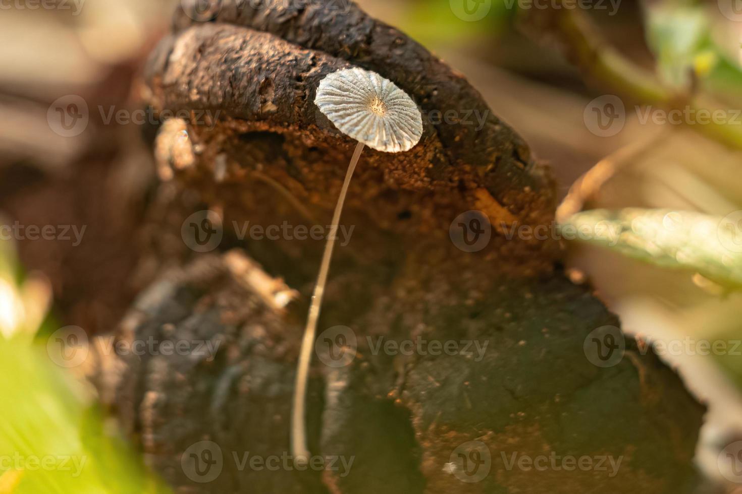 Common Gilled Mushroom photo