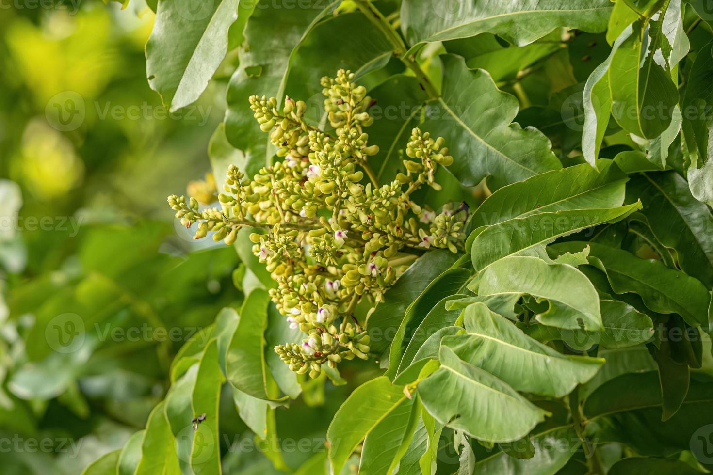 Tonka Bean Tree Flowers 16322089 Stock Photo at Vecteezy