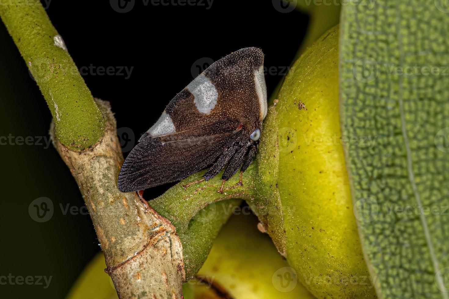 Adult Blackandwhite Treehopper 16322168 Stock Photo at Vecteezy