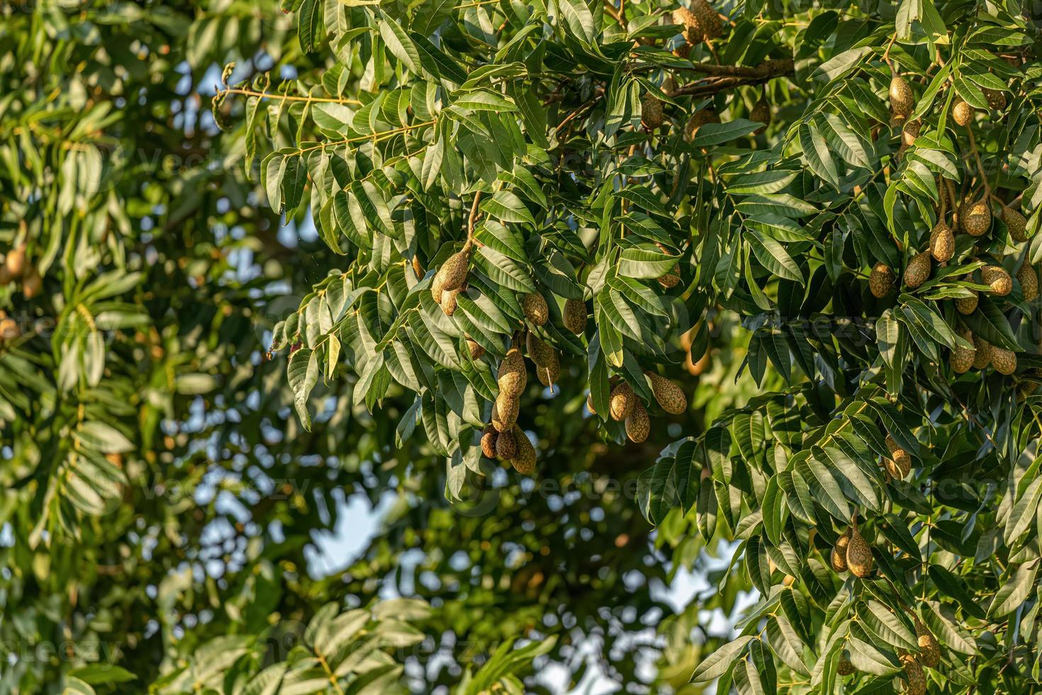 Fruiting Angiosperm Tree photo