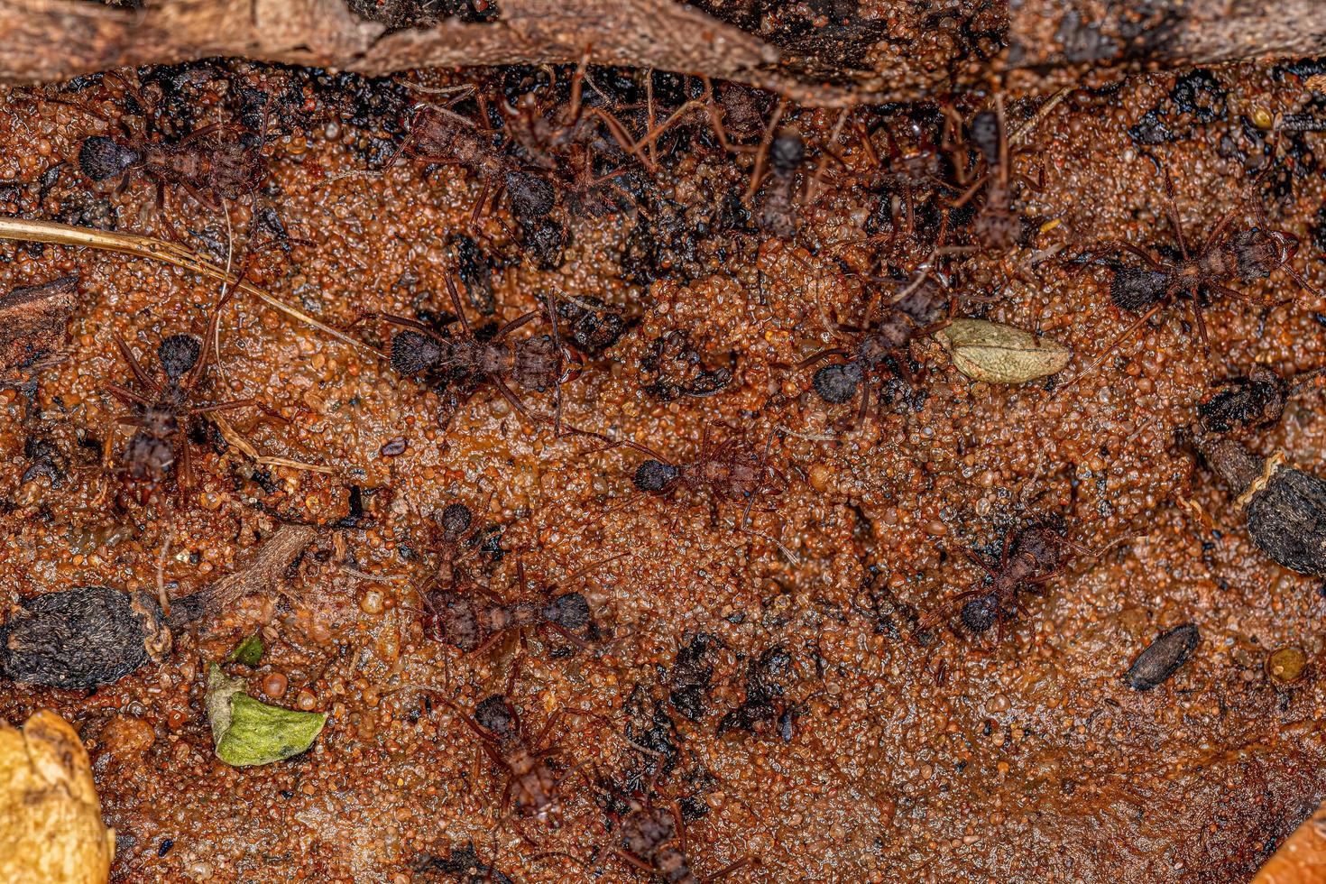 Adult Acromyrmex Leaf-cutter Ant photo