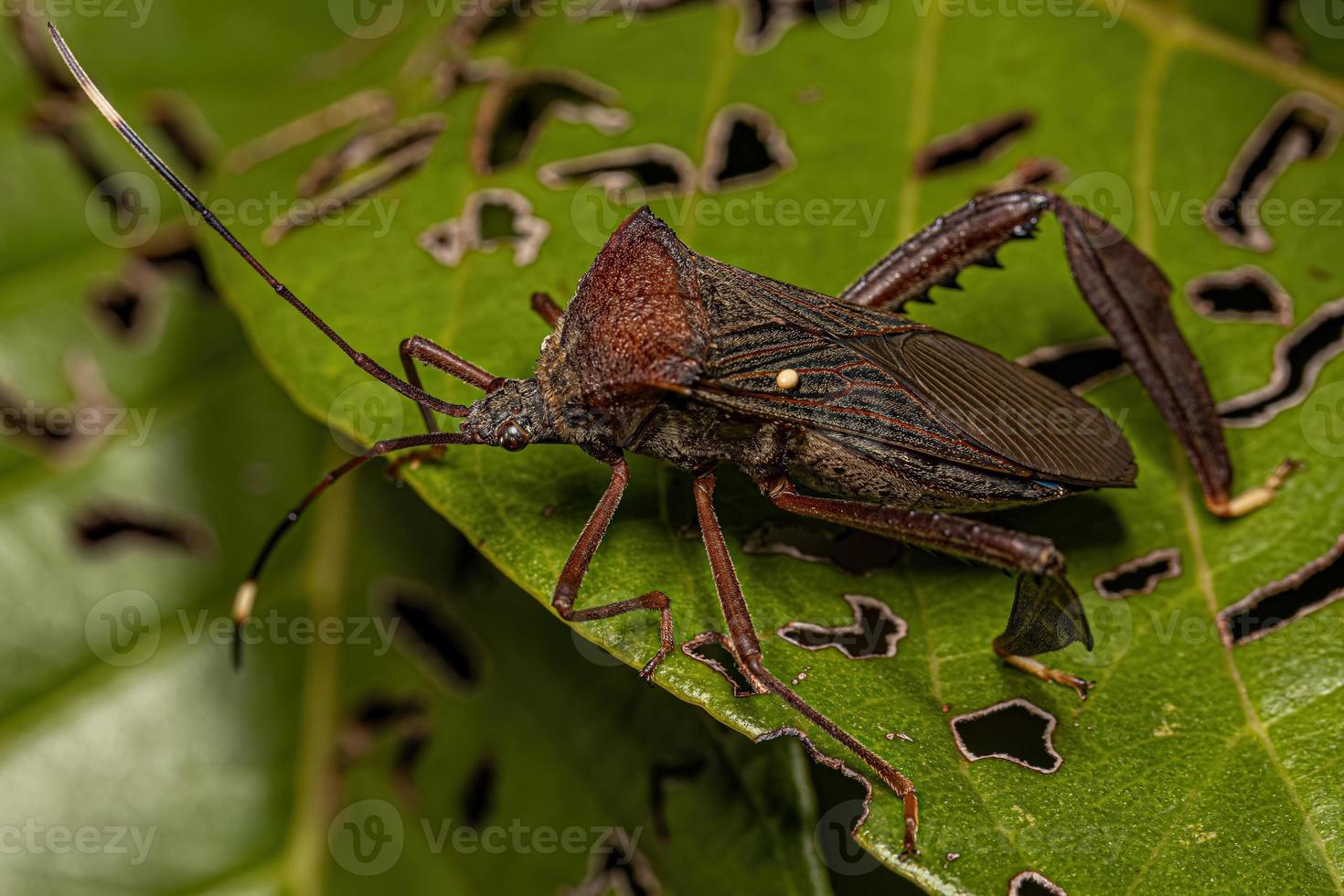 Adult Leaf-footed Bug photo