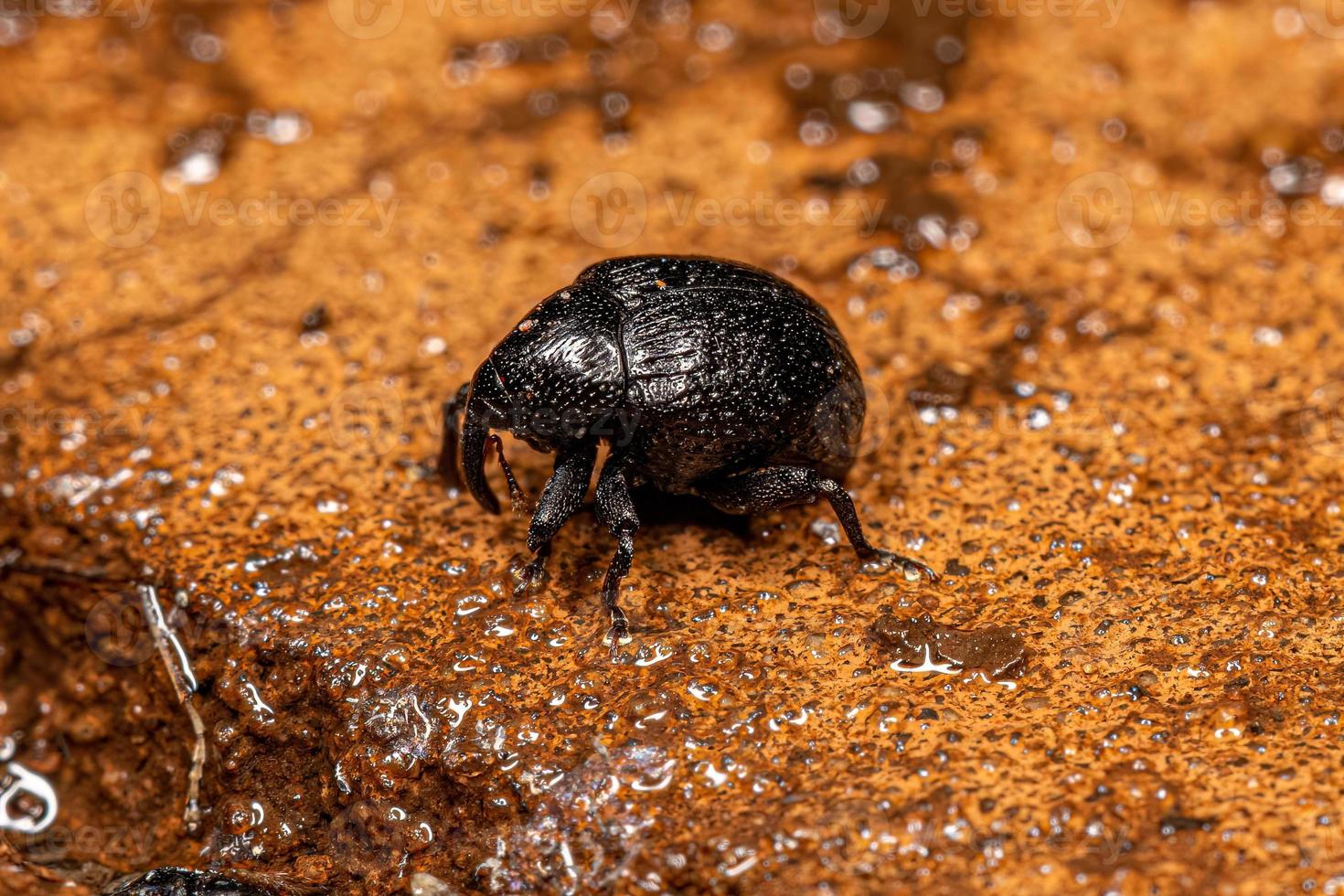 Adult True Weevil photo