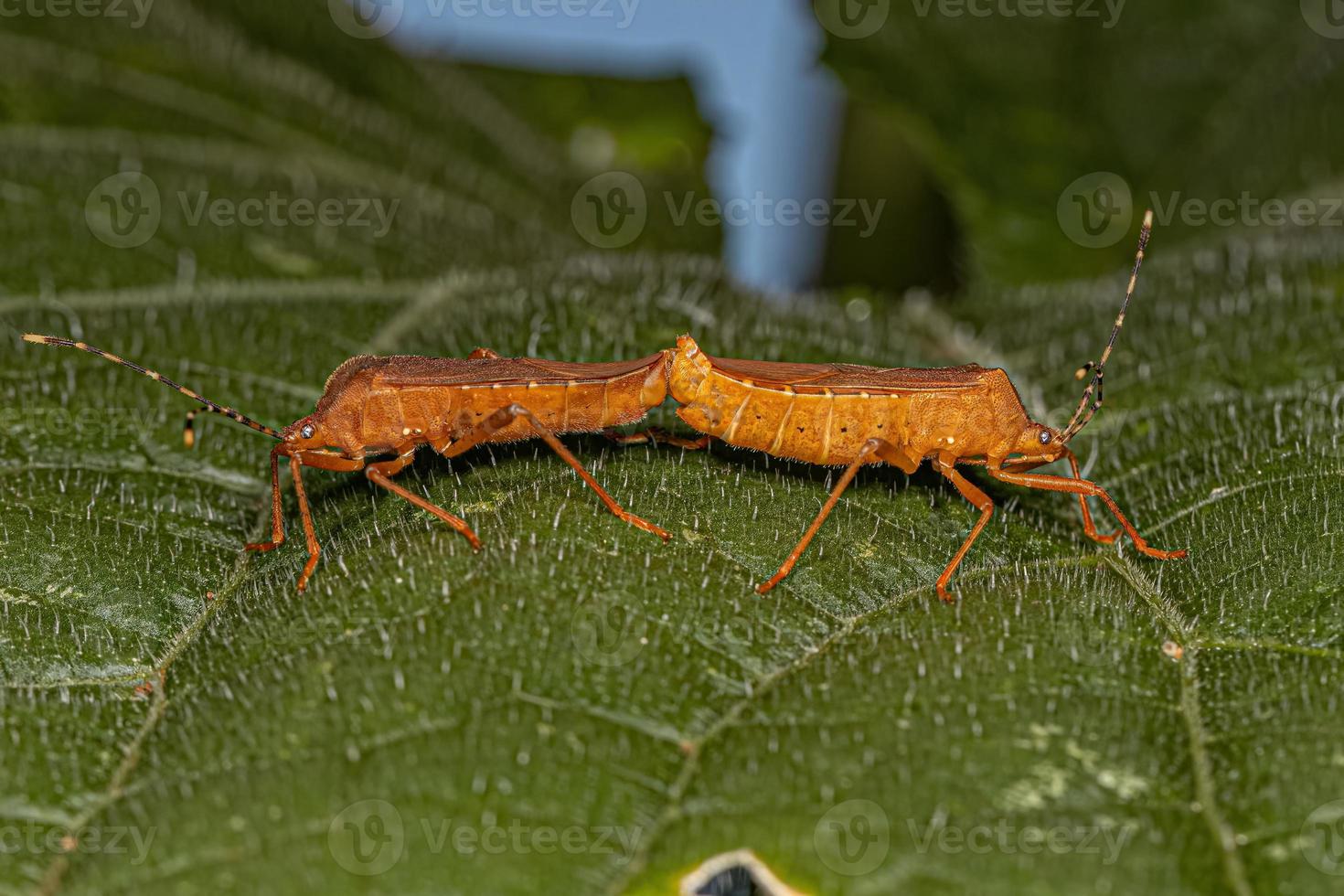 Adult Squash Bugs photo