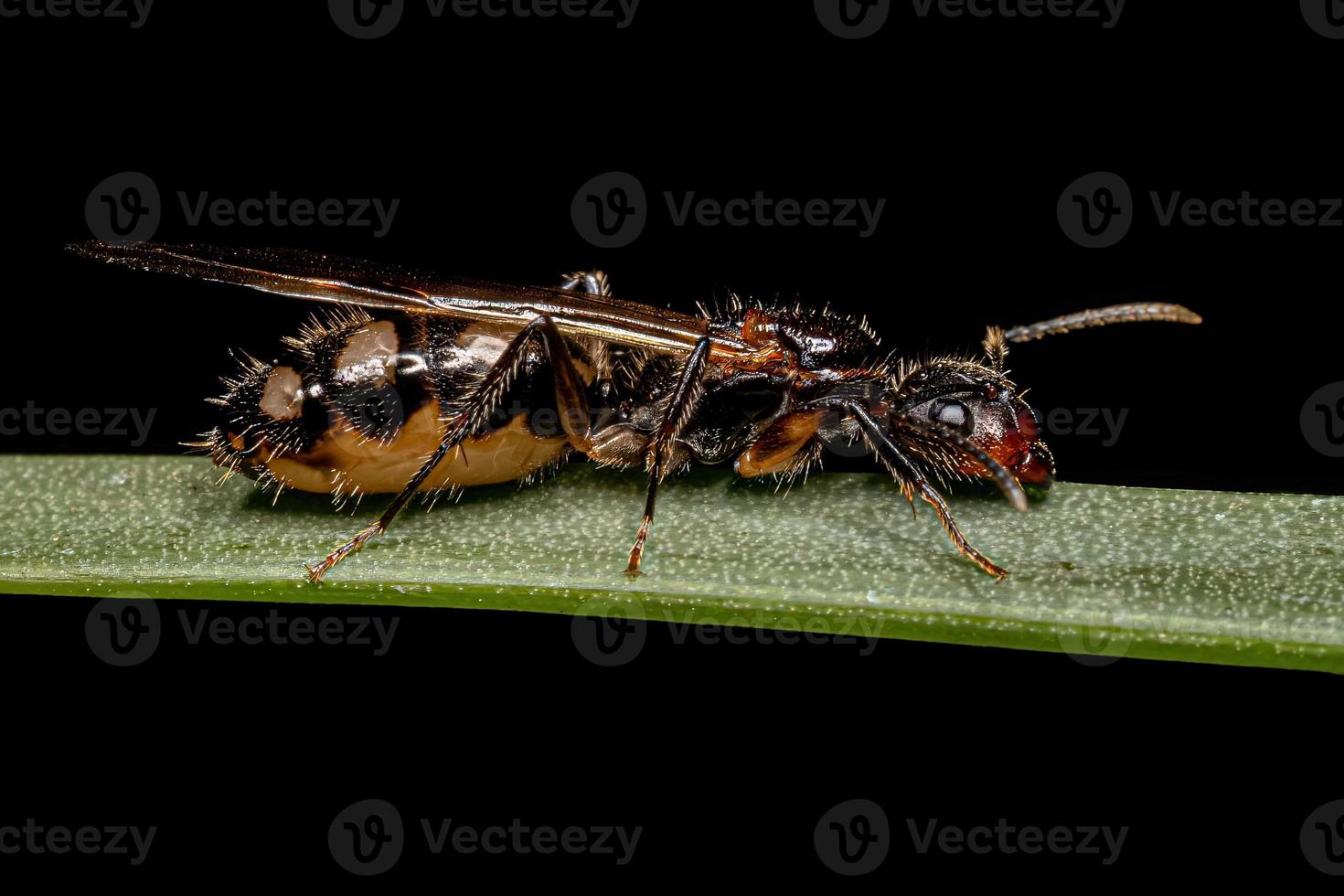 hembra adulta hormiga reina carpintero de seis manchas foto