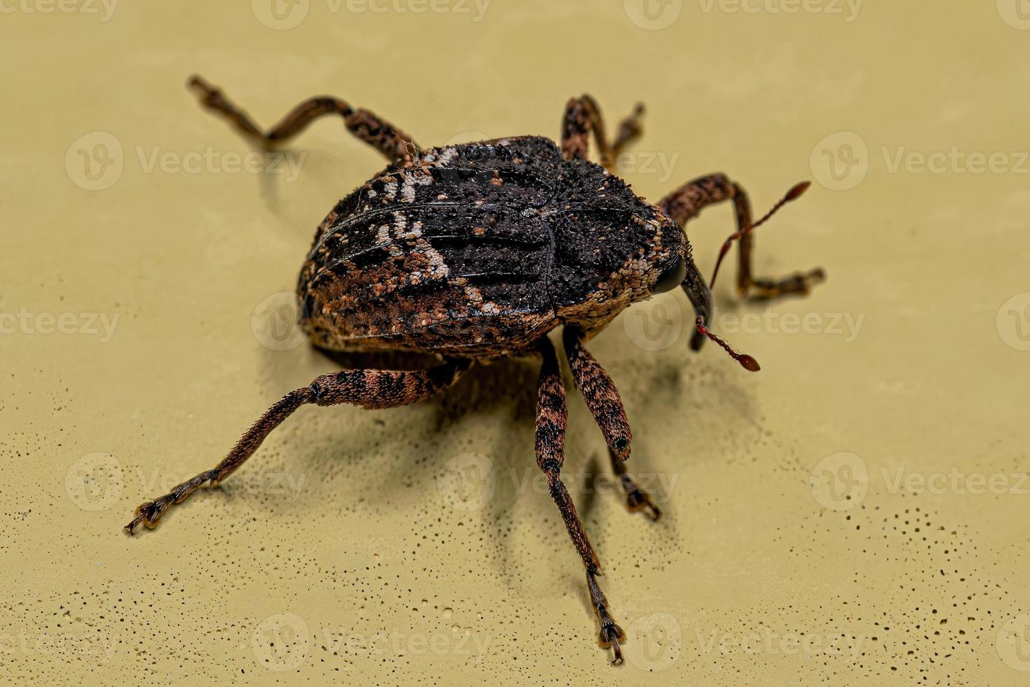 Adult True Weevil photo