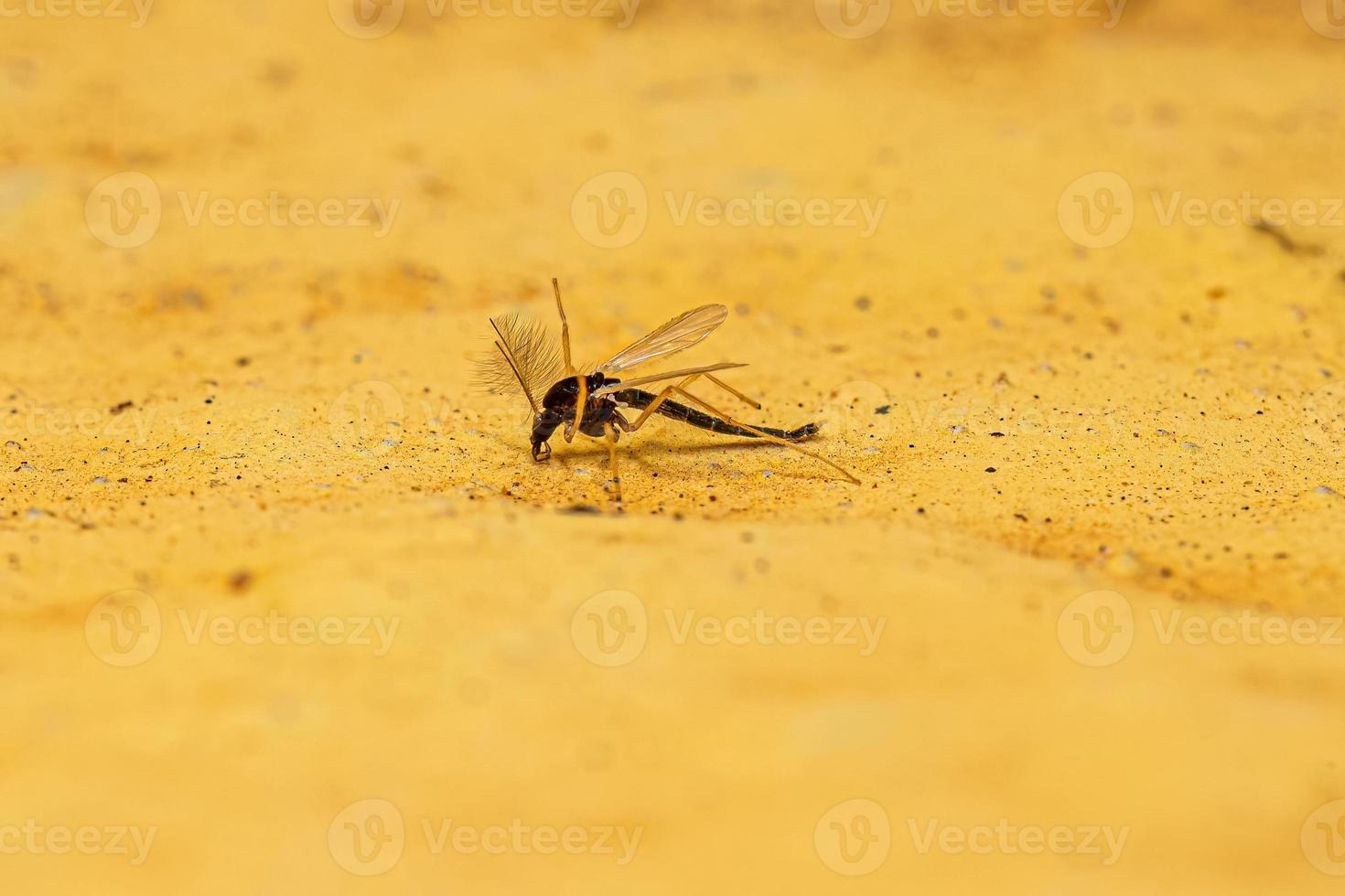 Adult Non-biting Midge photo