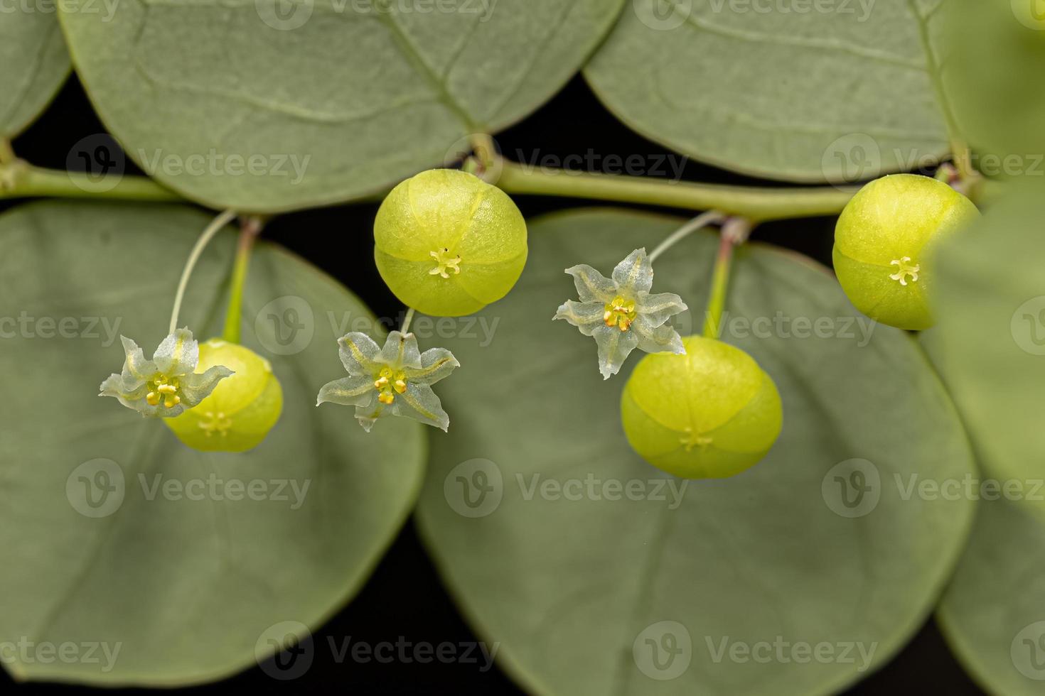 pequeña planta eólica foto