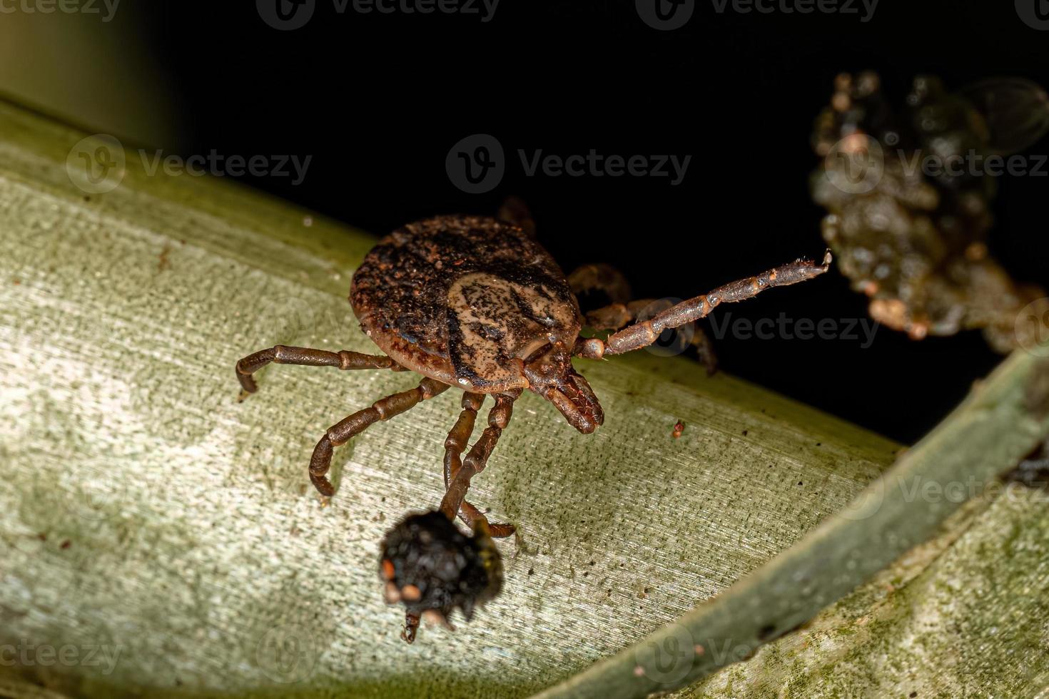 garrapata de cayena adulta hembra foto