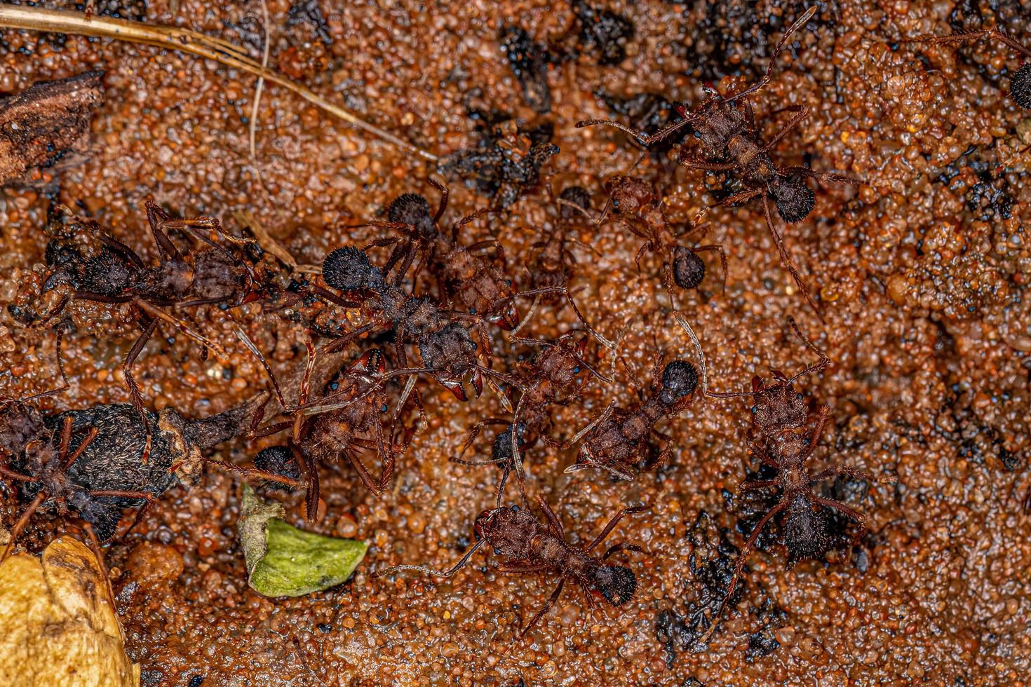 Adult Acromyrmex Leaf-cutter Ant photo