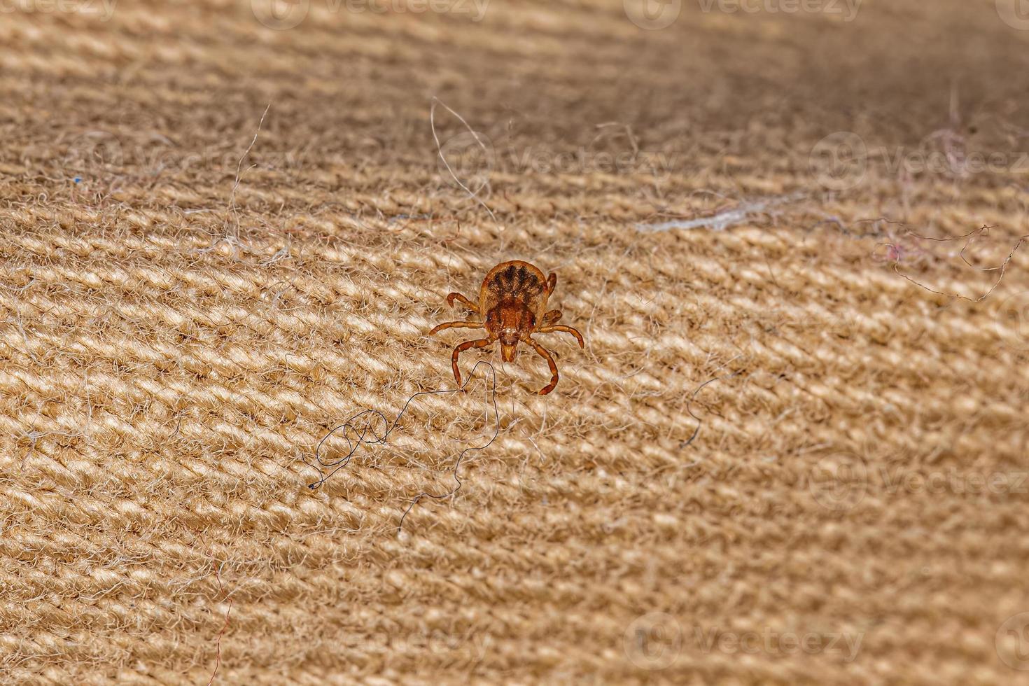 Juvenile Cayenne Tick photo