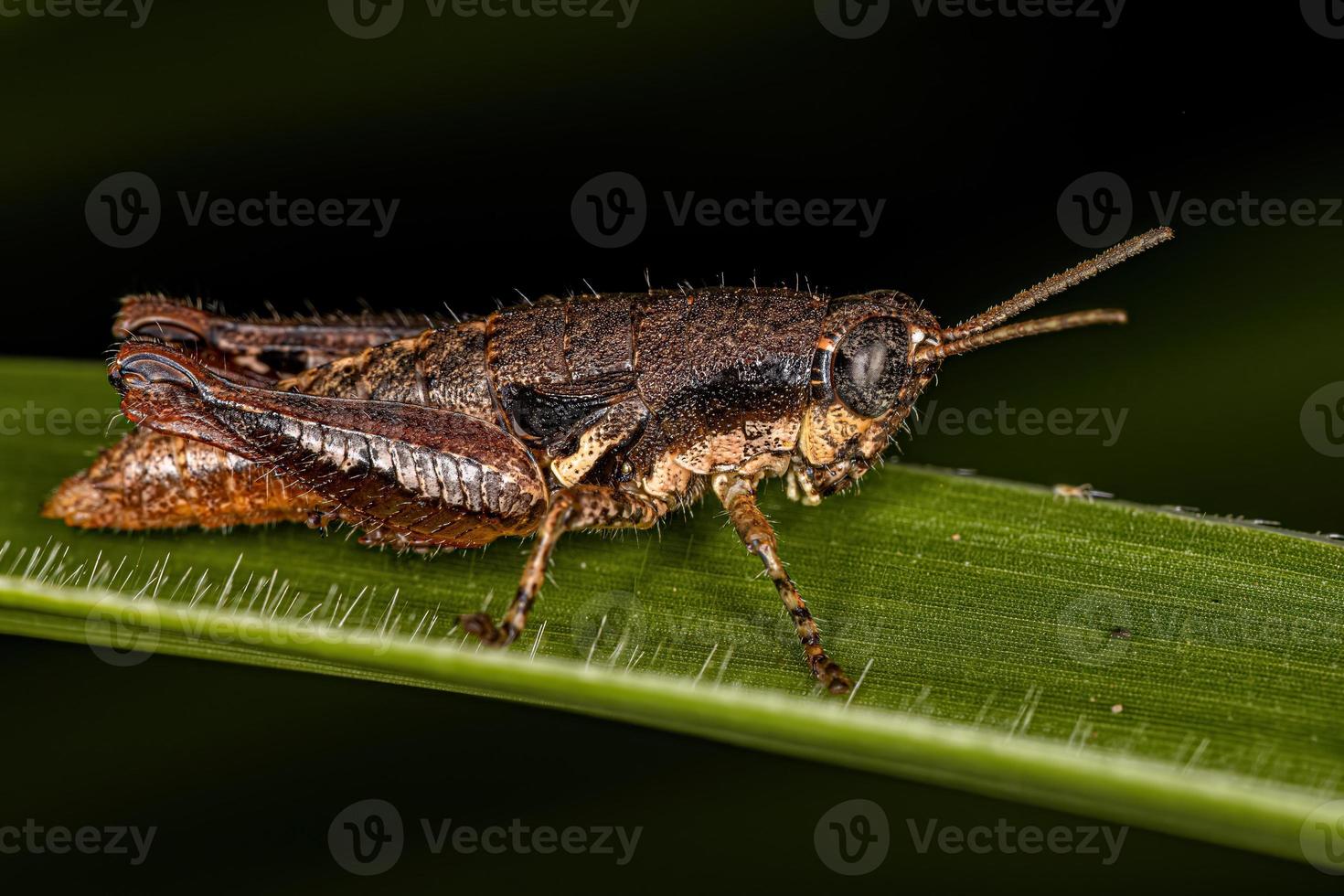 Small Short-horned Grasshopper photo