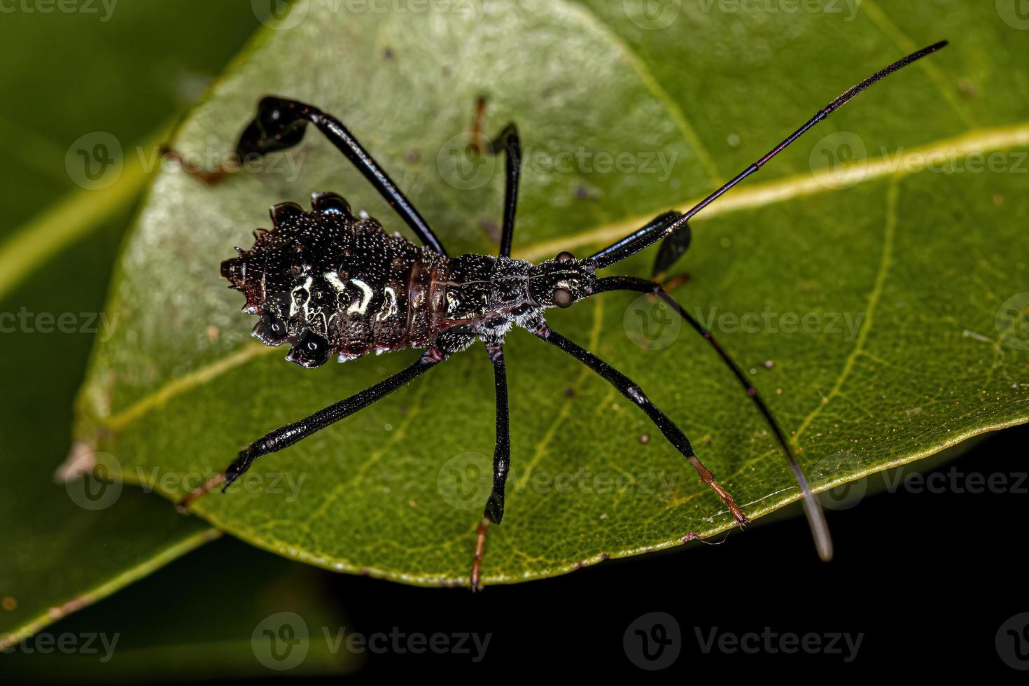 Leaf-footed Bug nymph photo