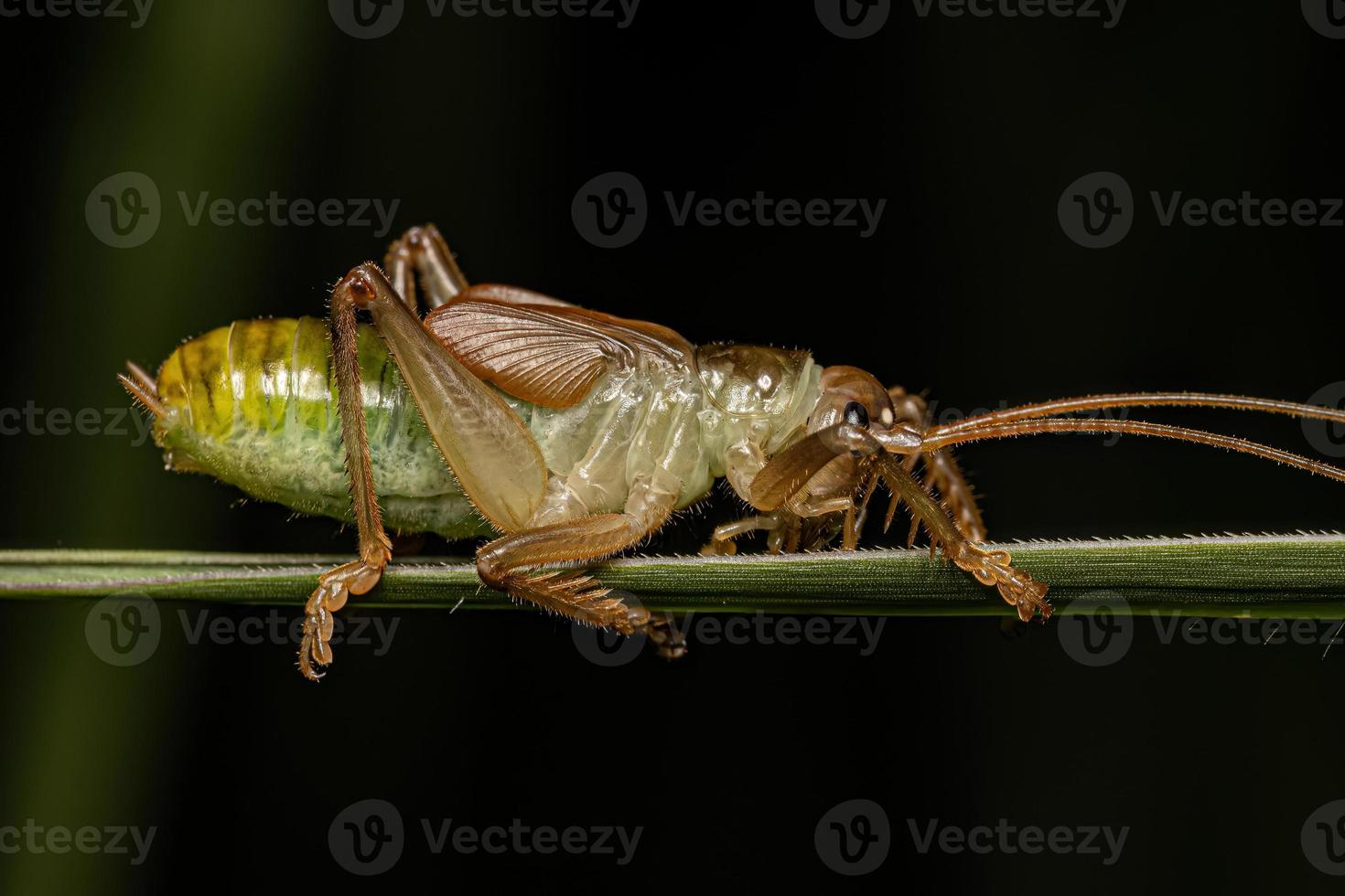 Raspy Cricket Nymph photo