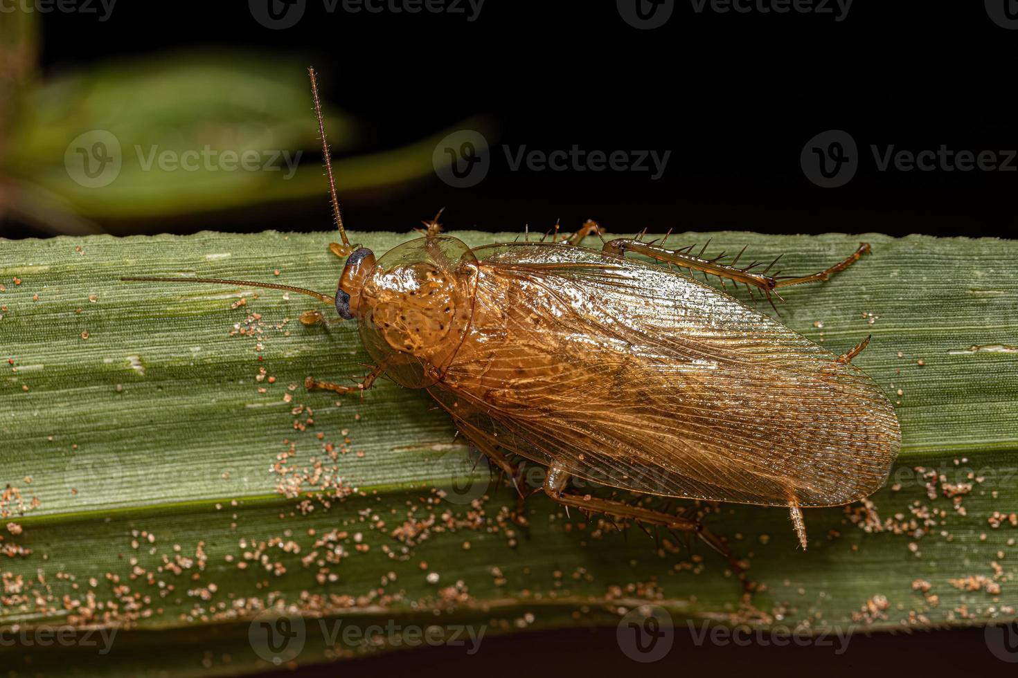 Adult Wood Cockroach photo