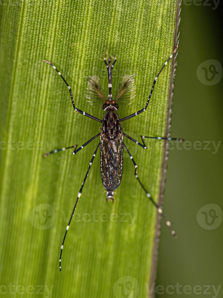 insecto mosquito culicine macho adulto foto