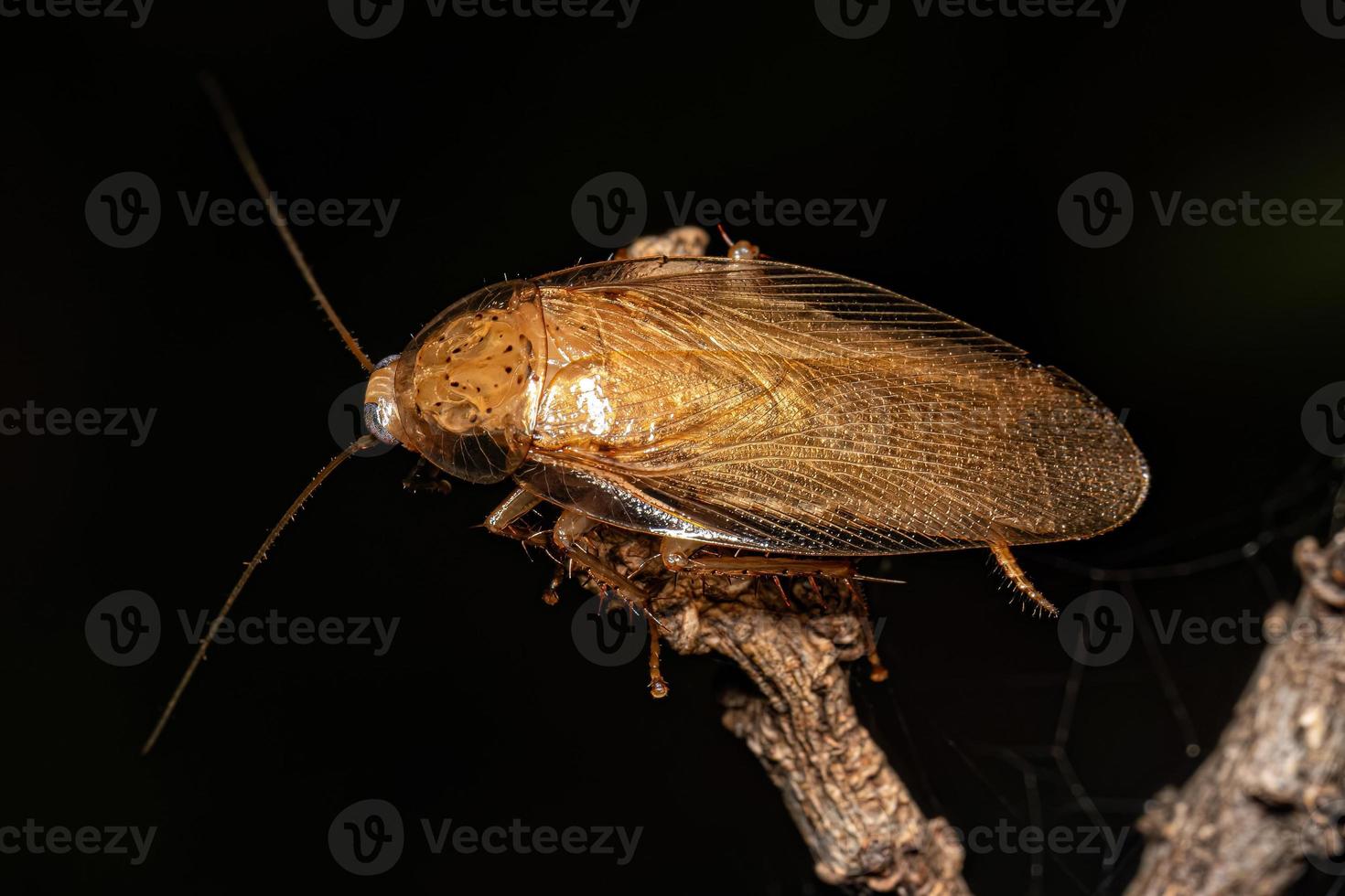 Adult Wood Cockroach photo