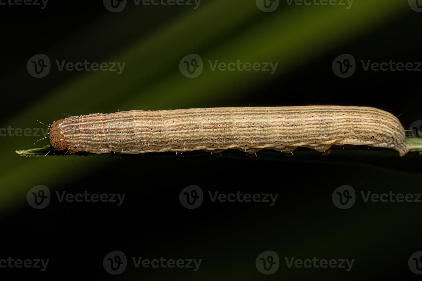 Small moth caterpillar photo