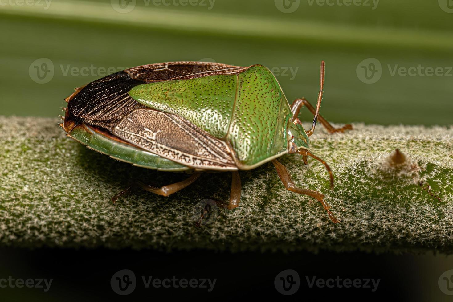 Adult Stink Bug photo