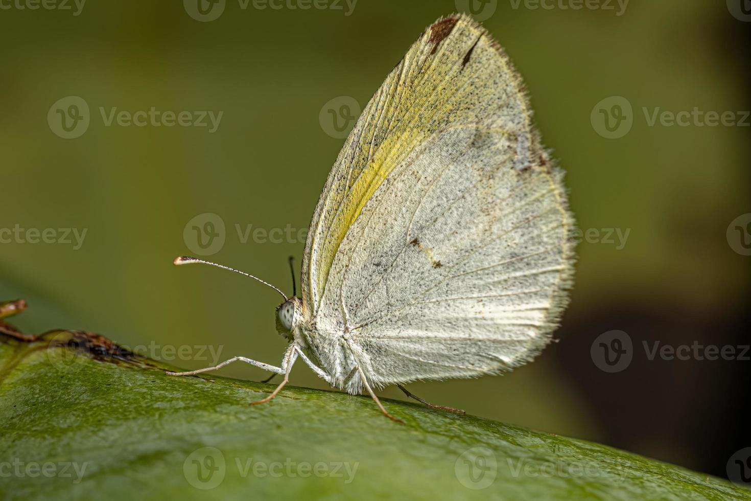 Adult Banded Yellow Butterfly photo