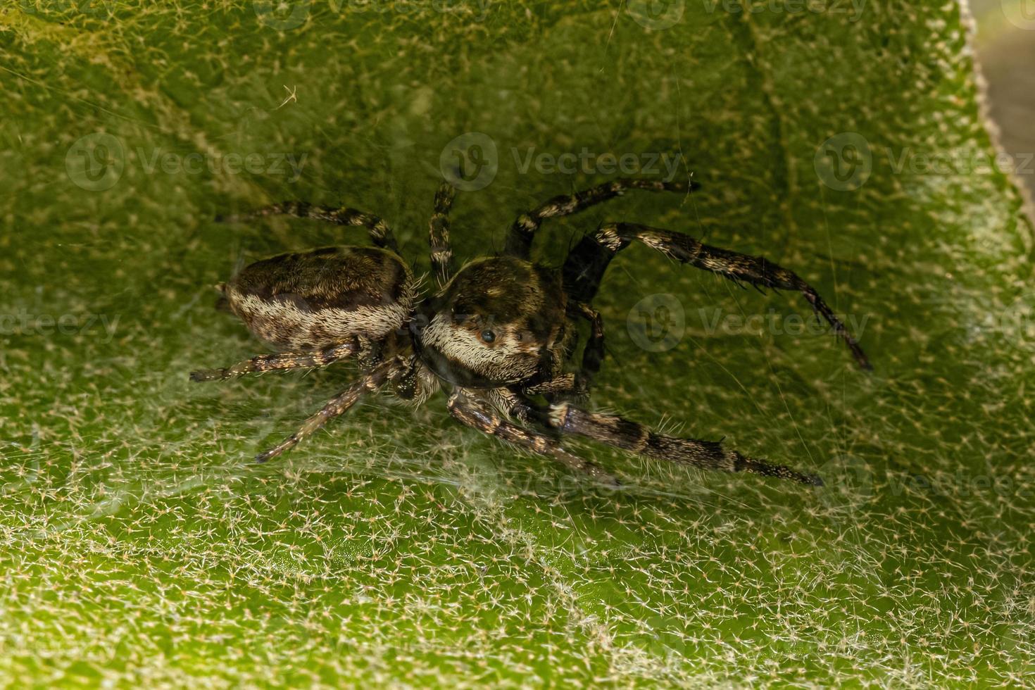 araña saltadora macho adulto foto