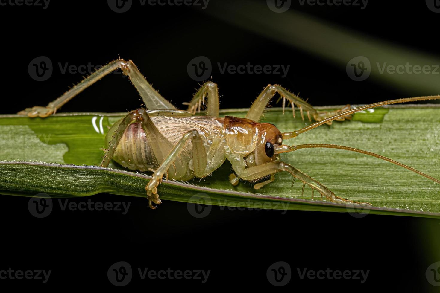 Male Raspy Cricket Nymph photo