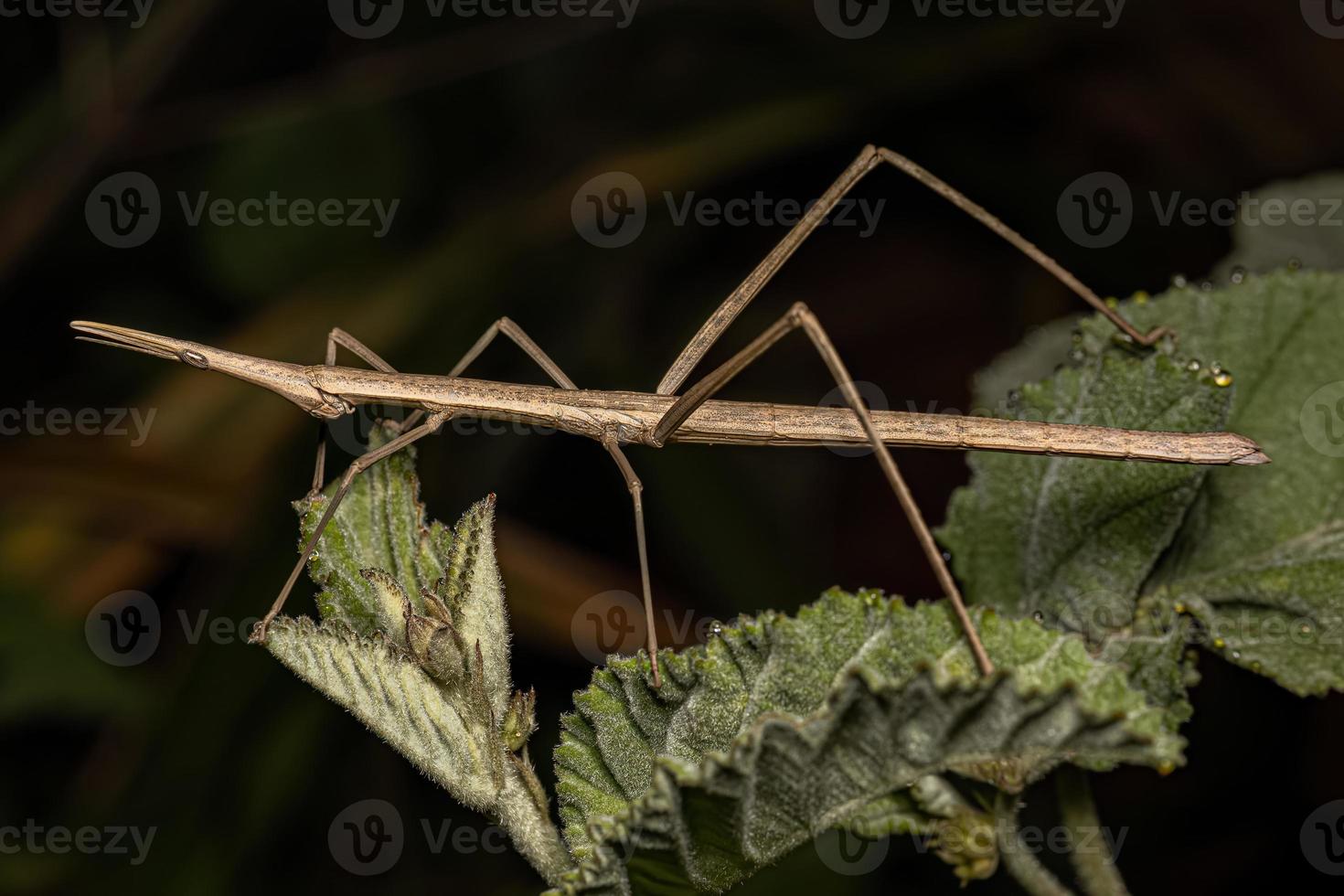 saltamontes palo neotropical foto