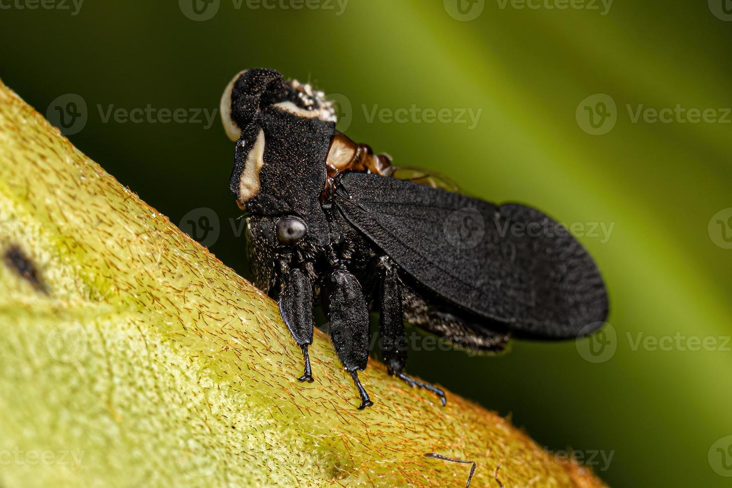 Adult Black-and-white Treehopper photo