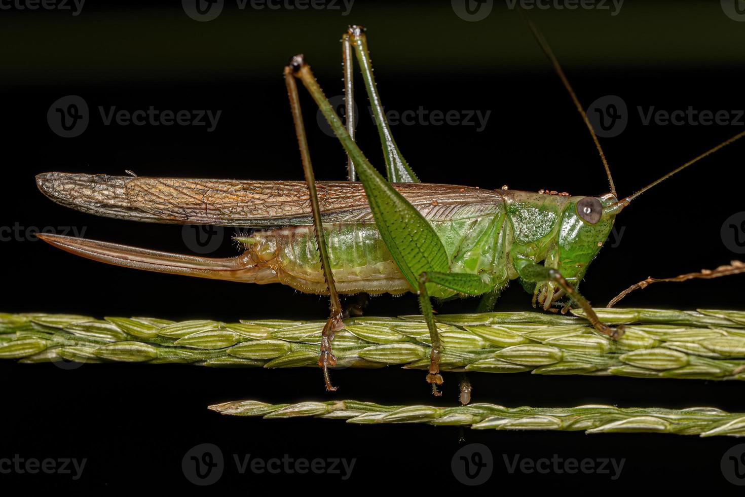 saltamontes americanos del prado menor hembra adulta foto