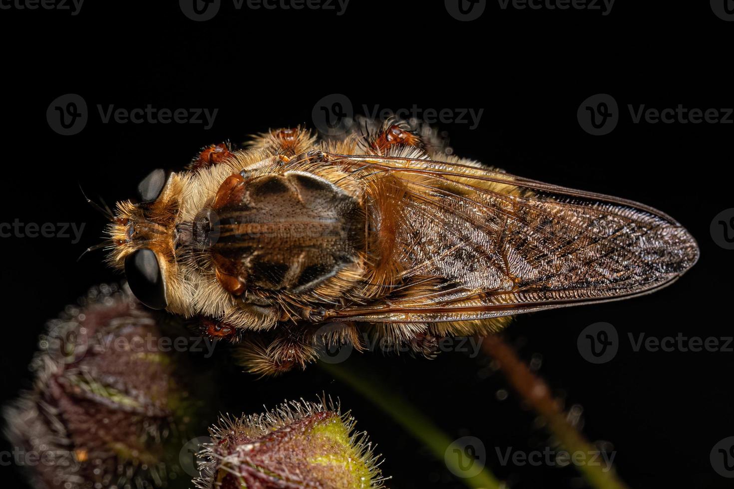 Adult Bee Killer Robber Fly photo