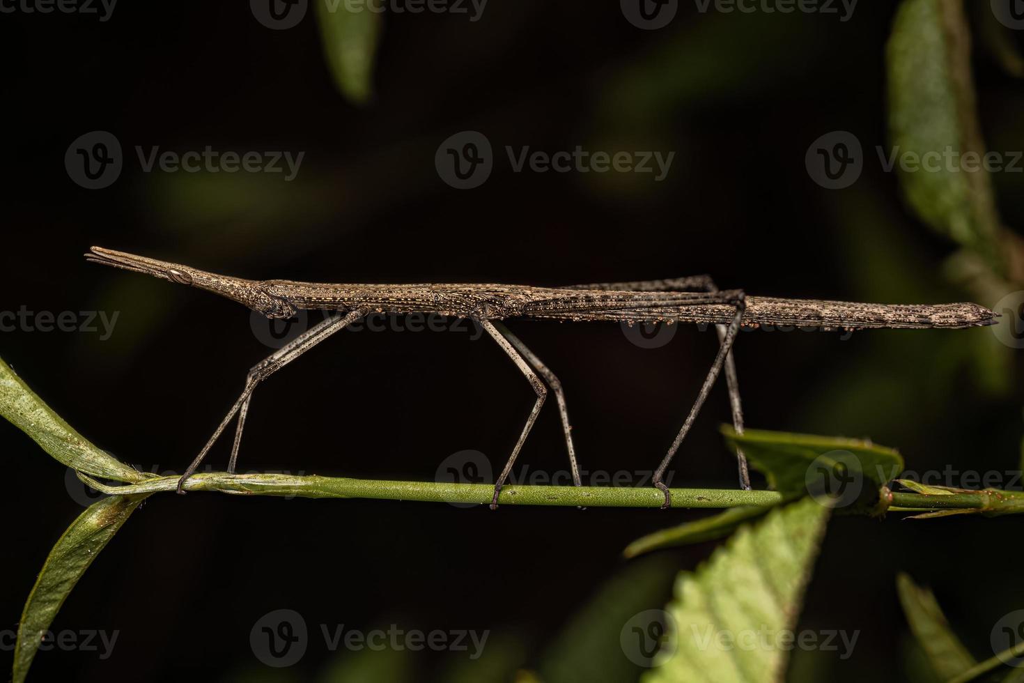 Neotropical Stick Grasshopper photo