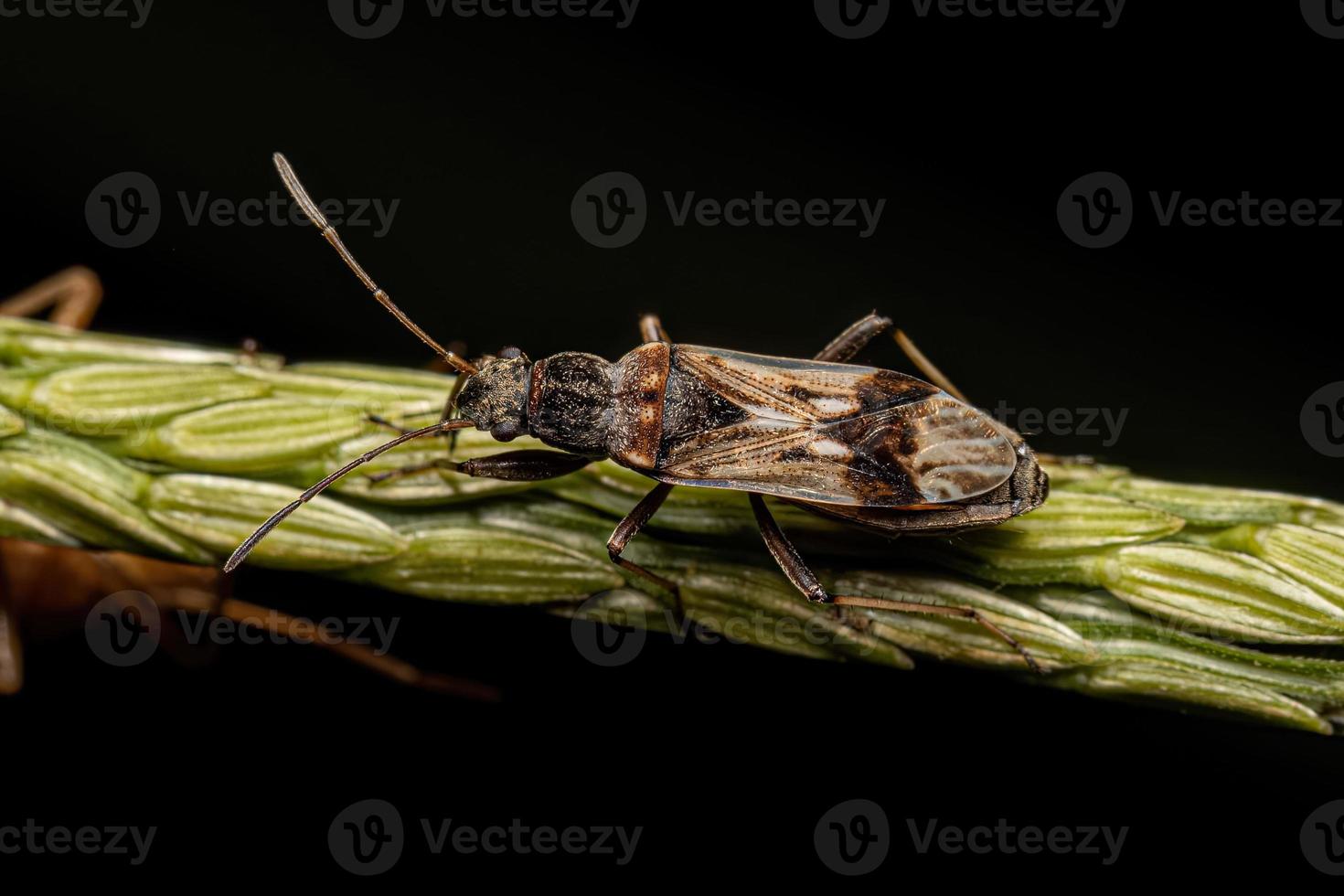 Adult Dirt-colored Seed Bug photo