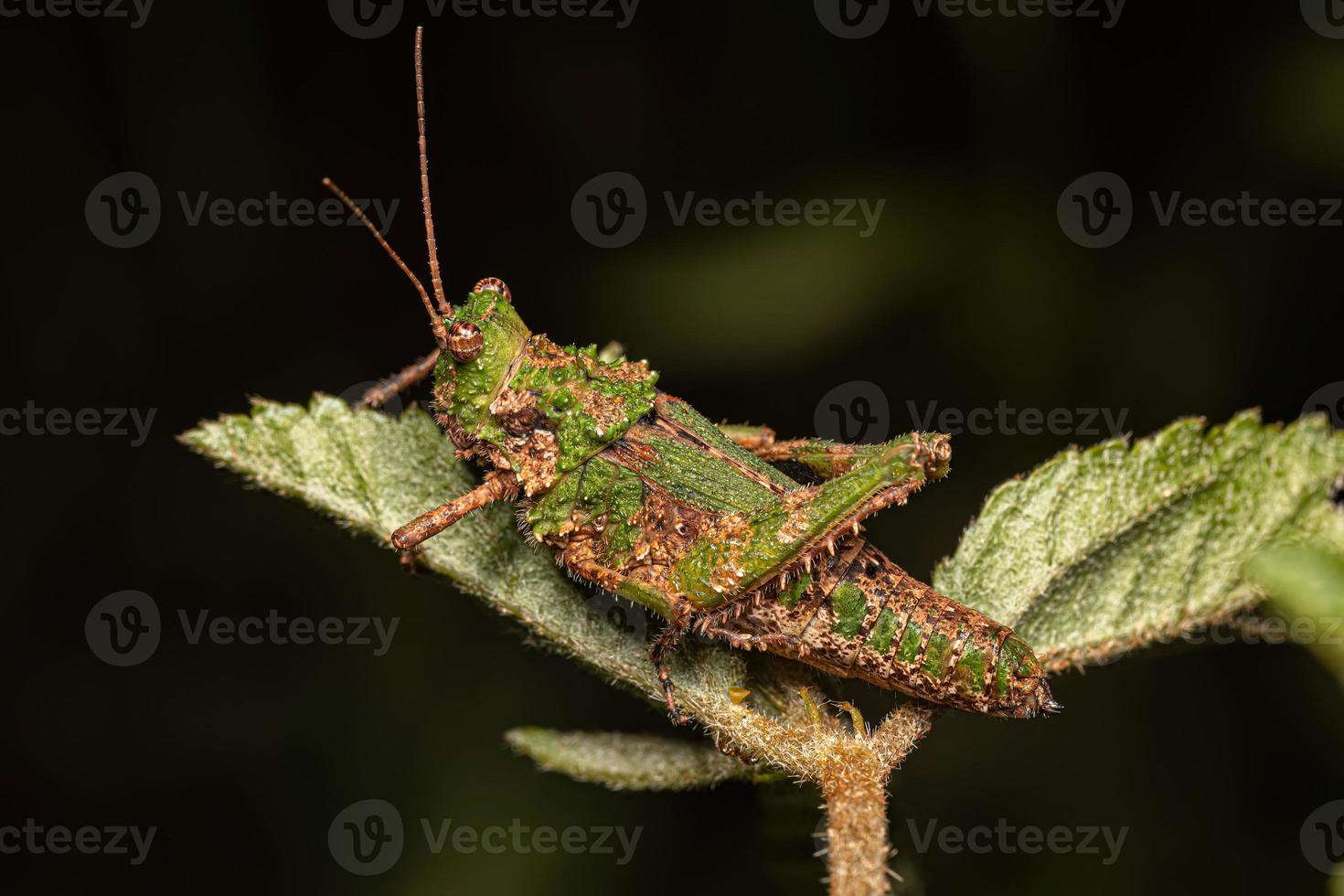 Short-horned Grasshopper Insect photo